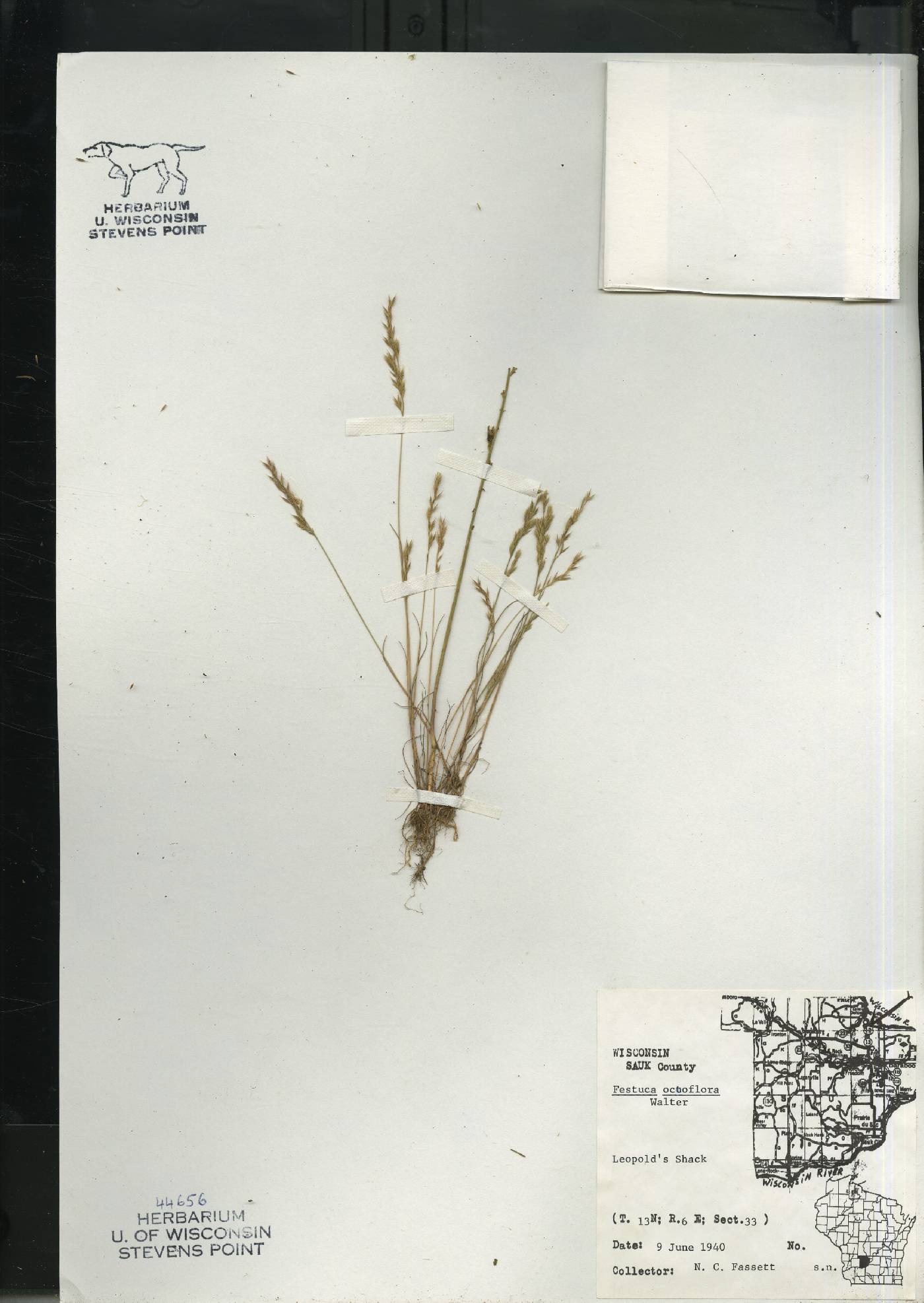 Festuca octoflora image