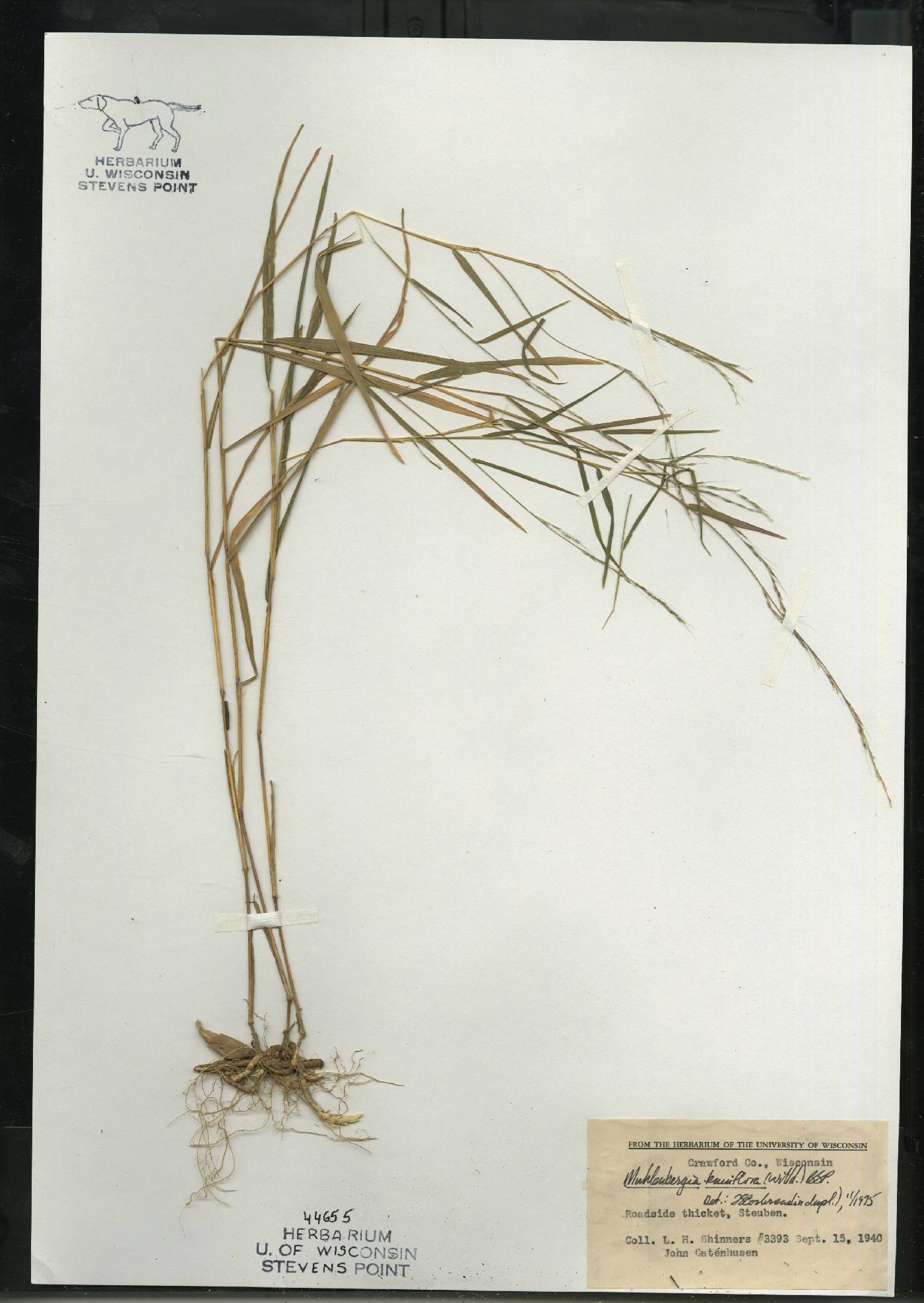 Muhlenbergia tenuiflora image