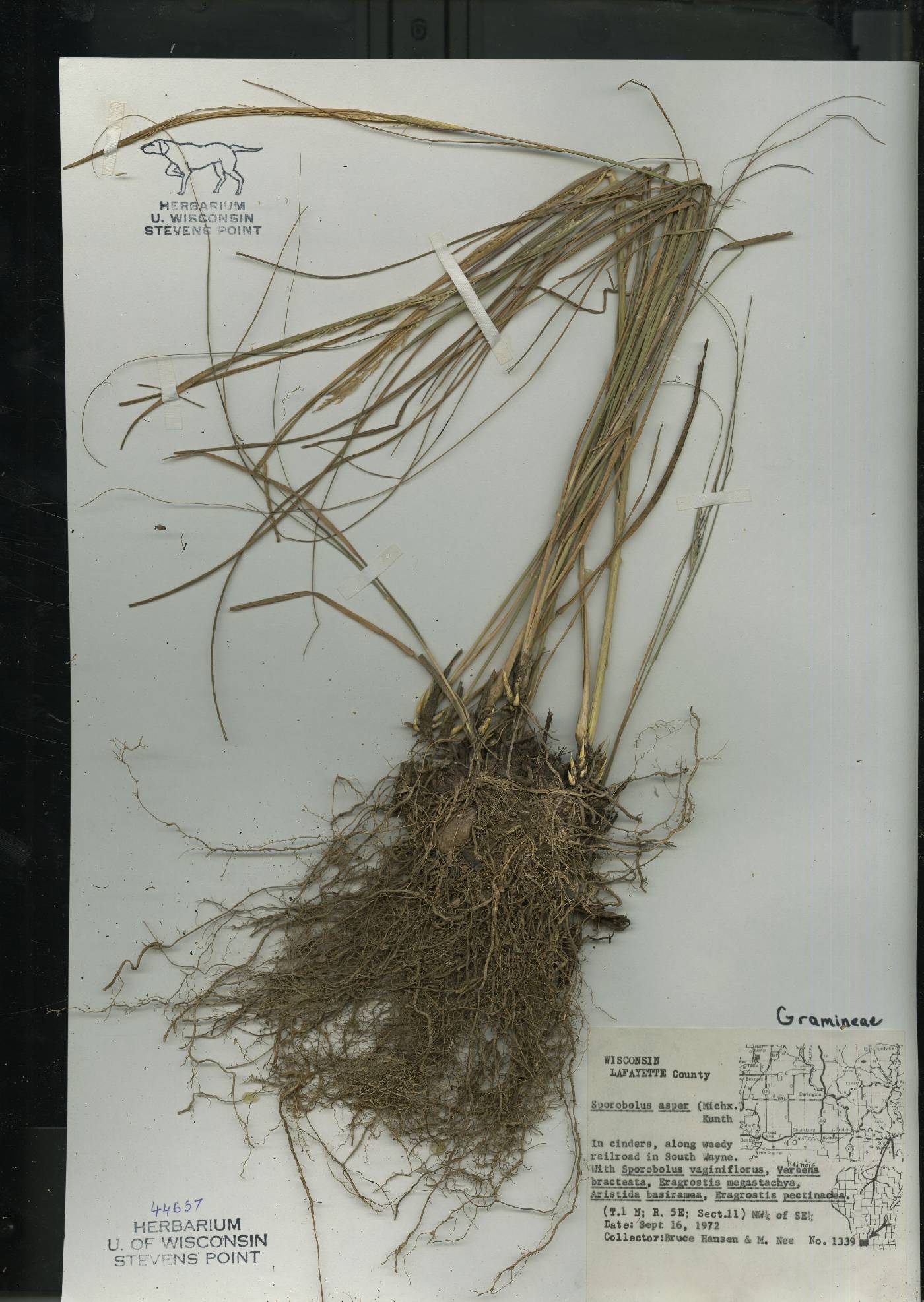 Sporobolus compositus var. compositus image