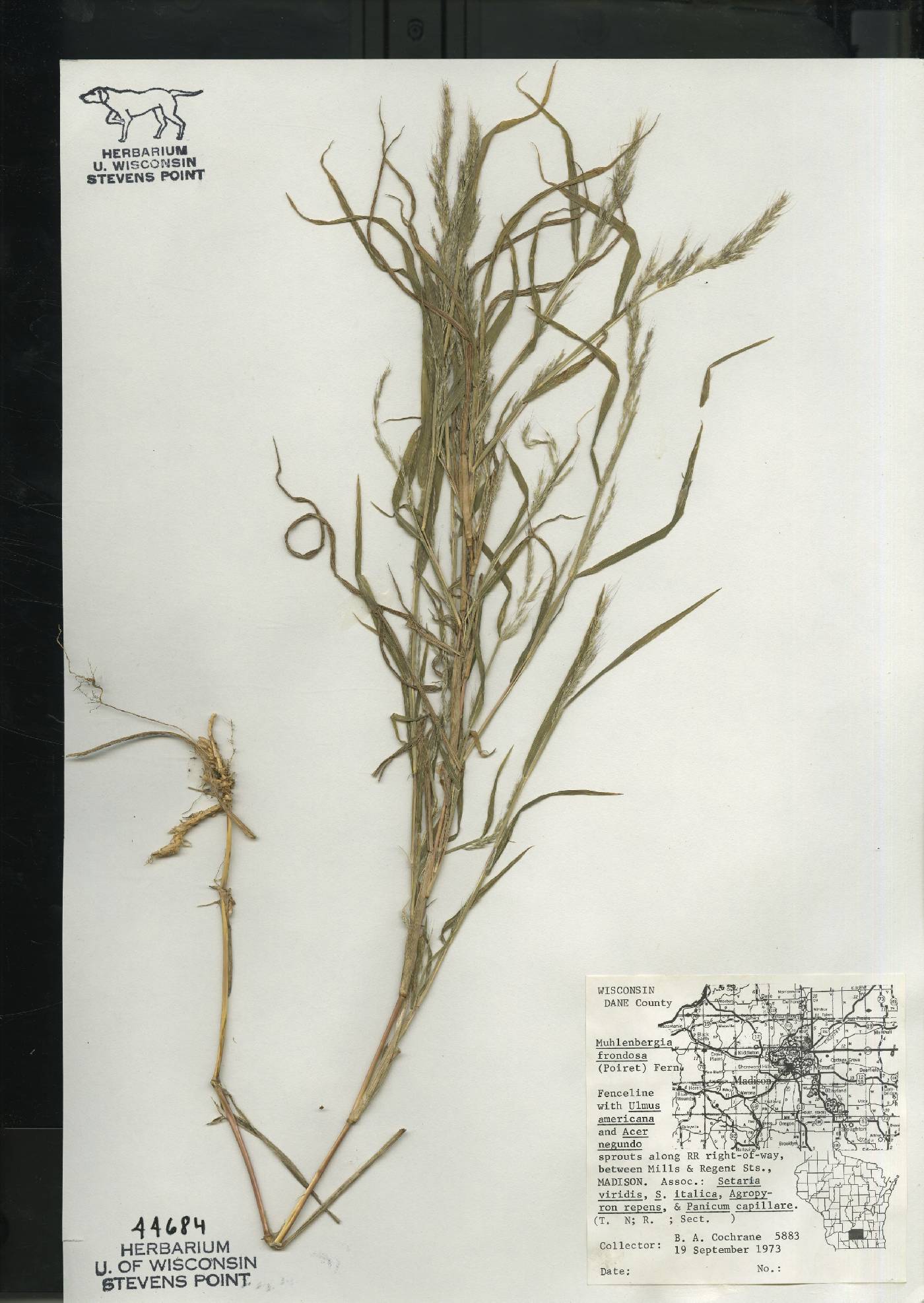 Muhlenbergia frondosa image