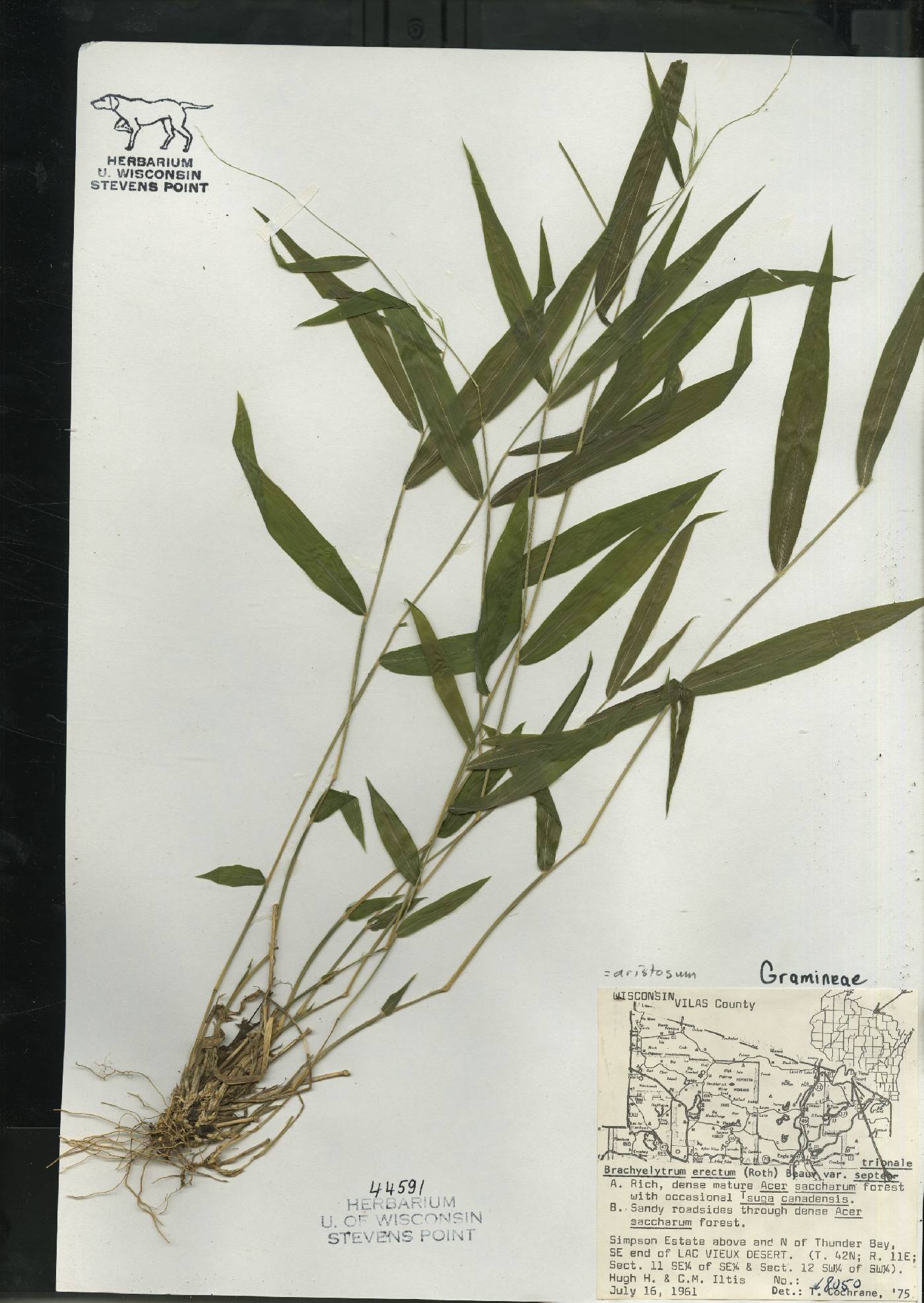 Brachyelytrum aristosum image