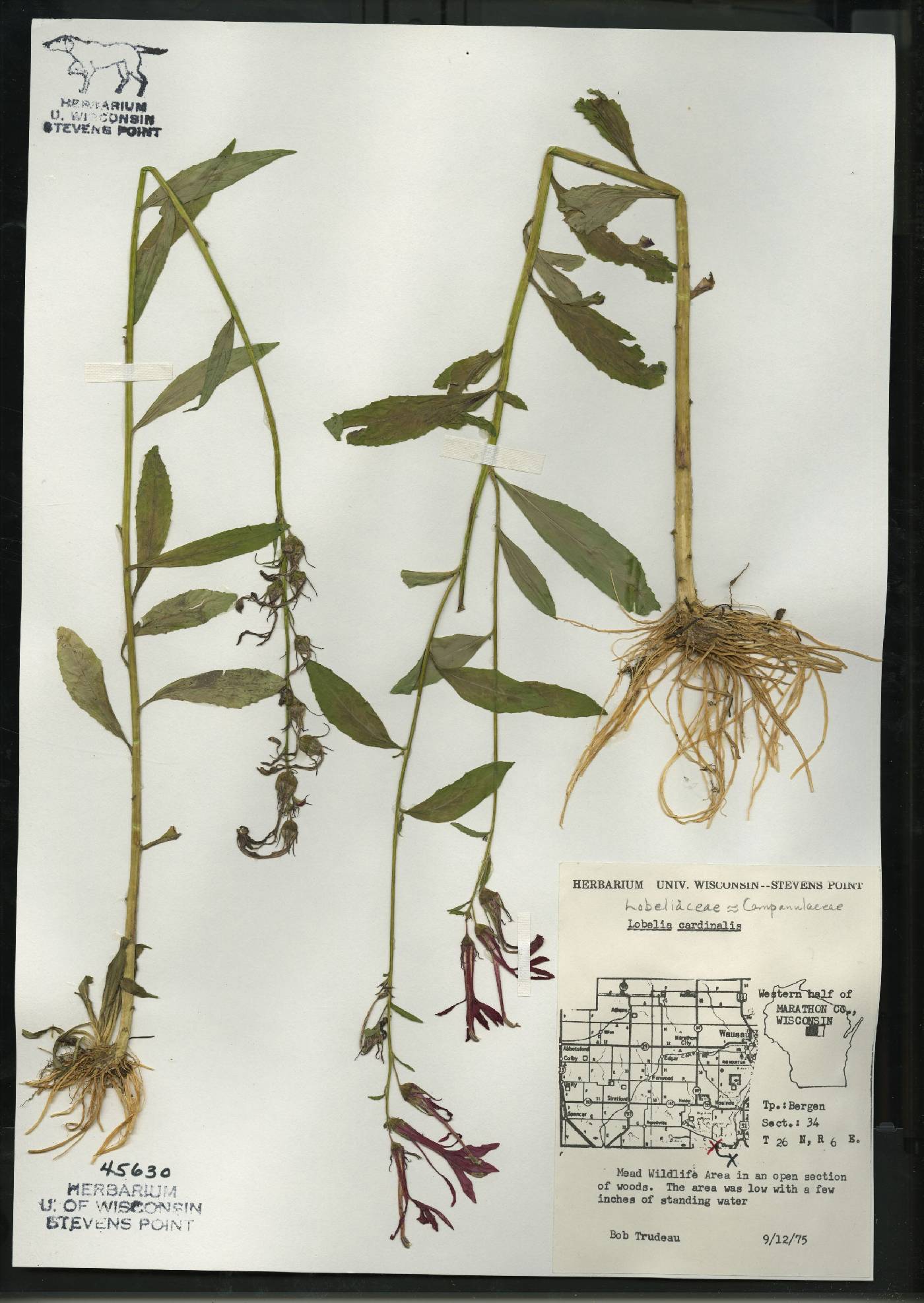 Lobelia cardinalis var. cardinalis image