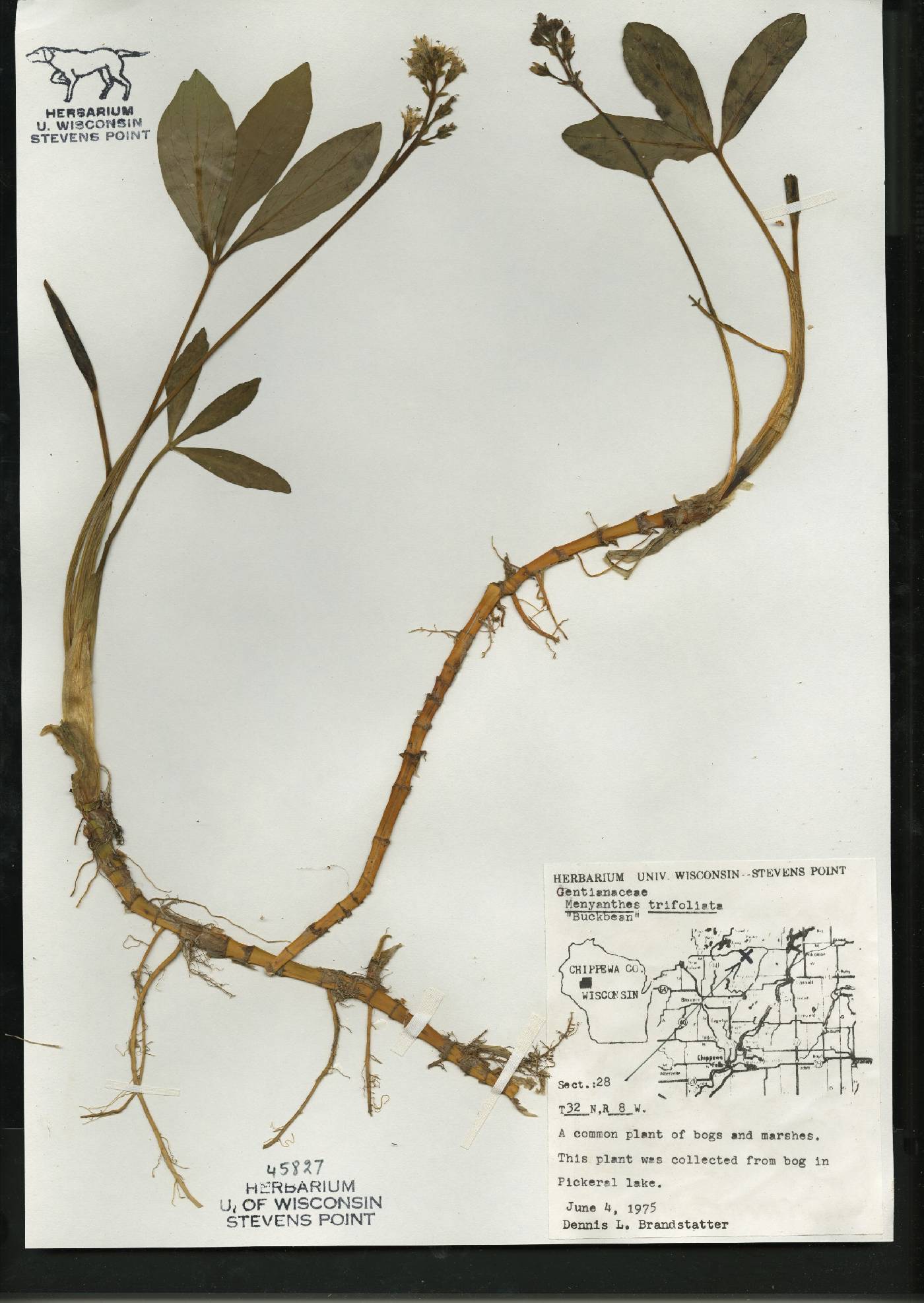 Menyanthes trifoliata image