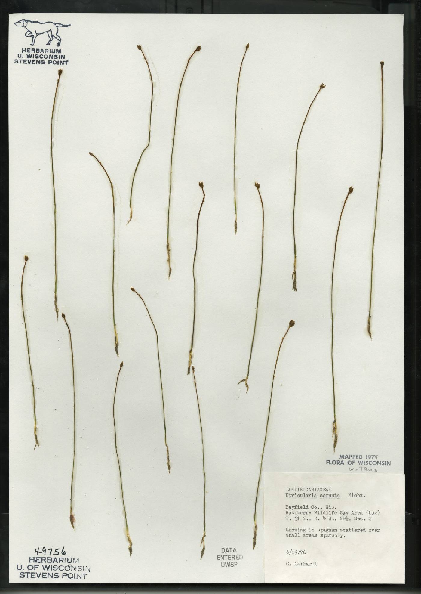 Utricularia cornuta image