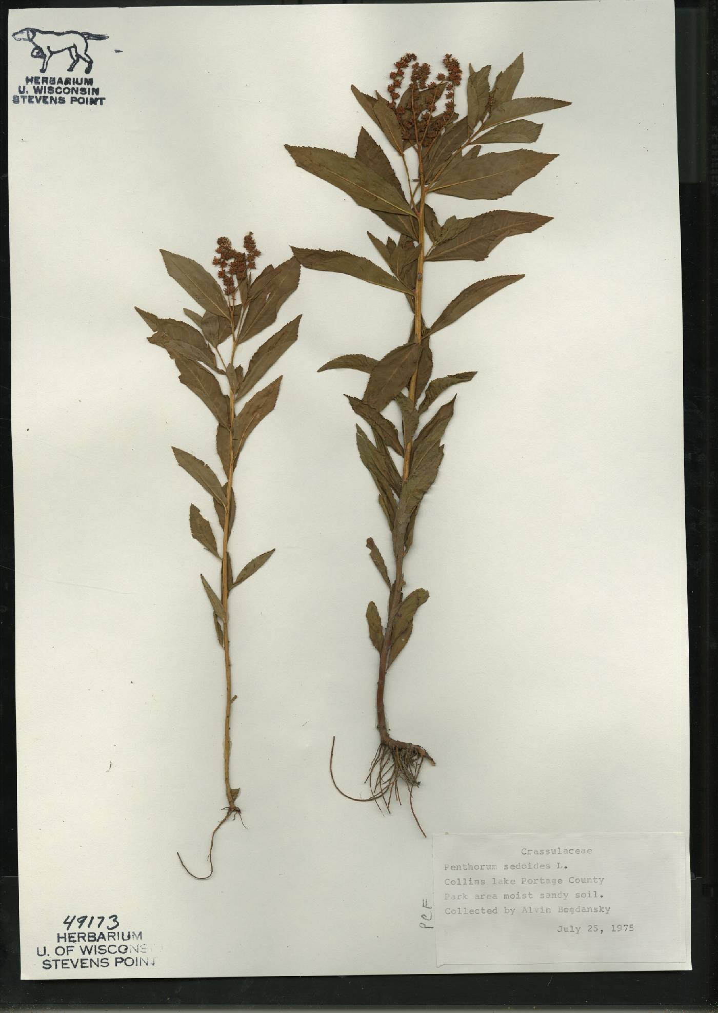 Penthorum sedoides image