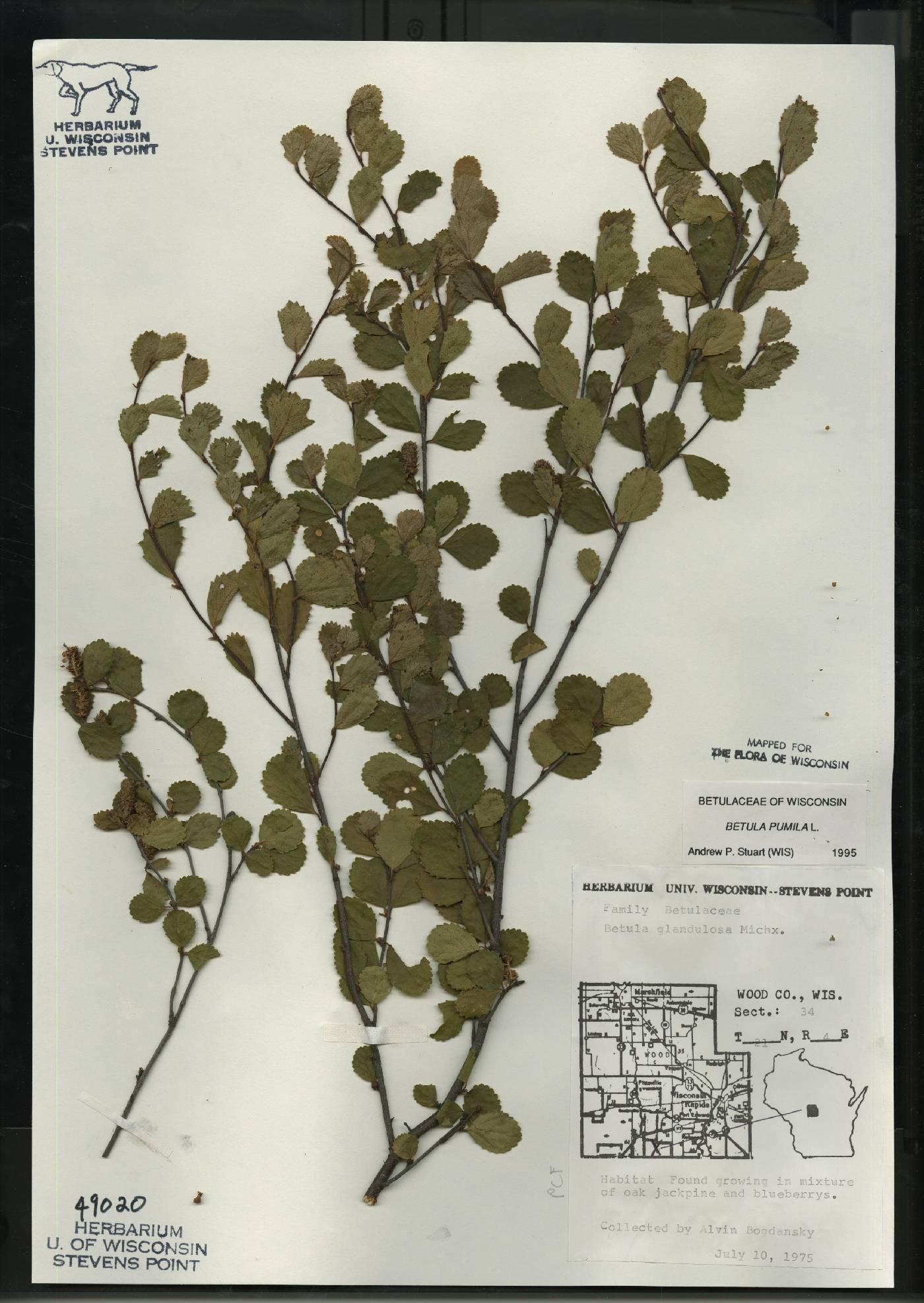 Betula pumila image