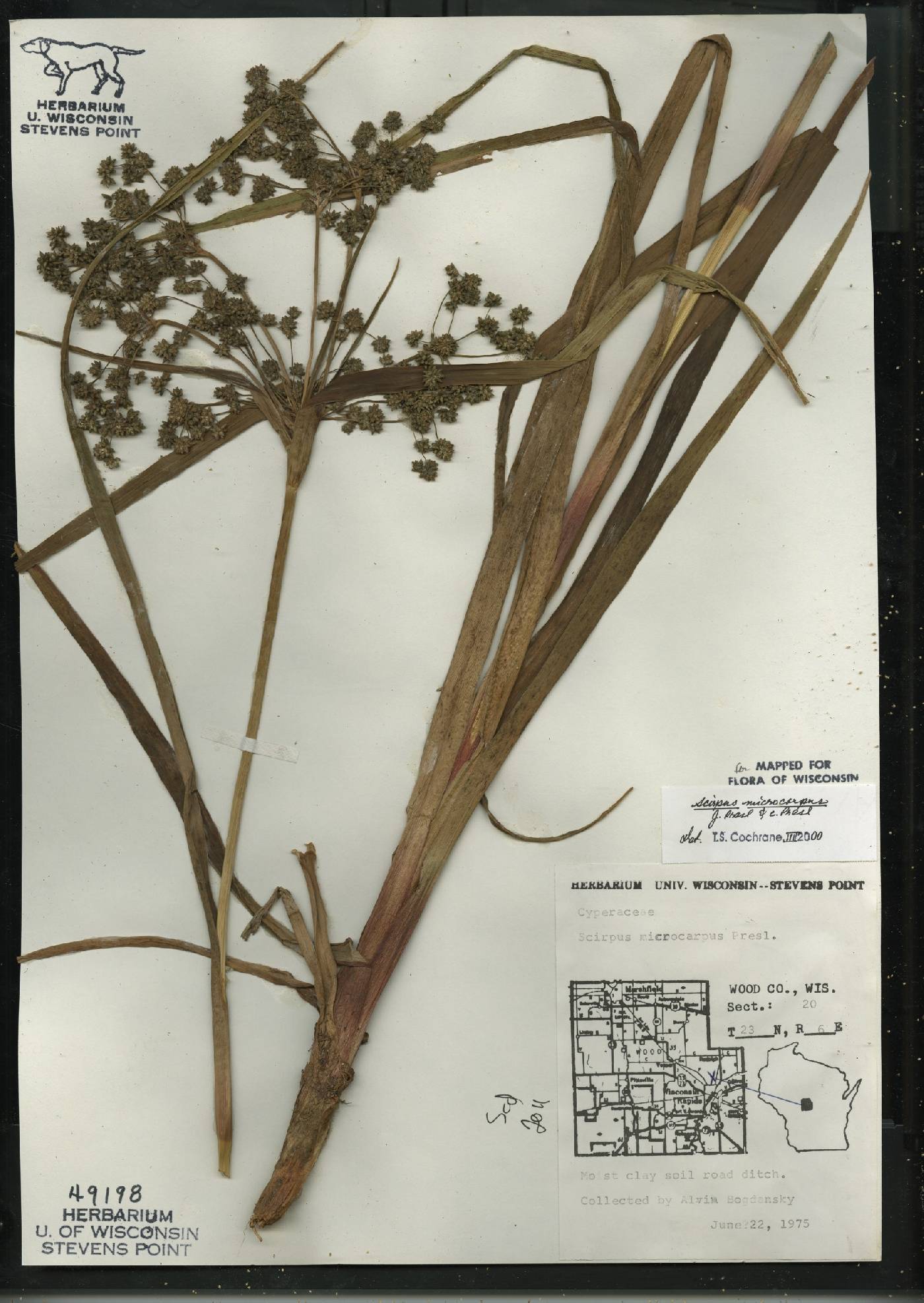 Scirpus microcarpus image