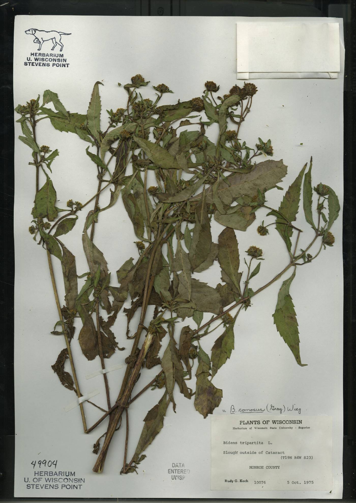 Bidens tripartita image