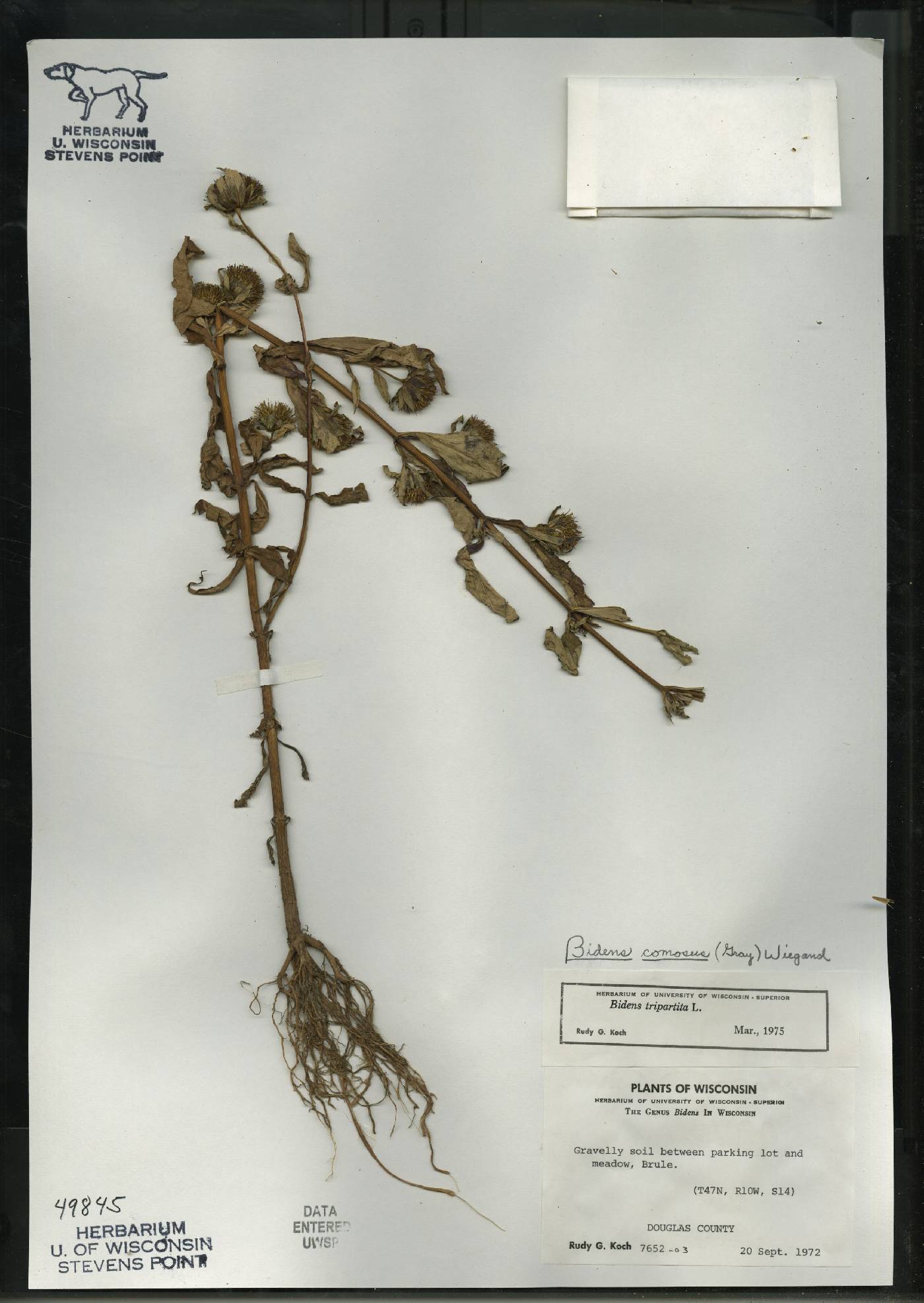 Bidens tripartita image
