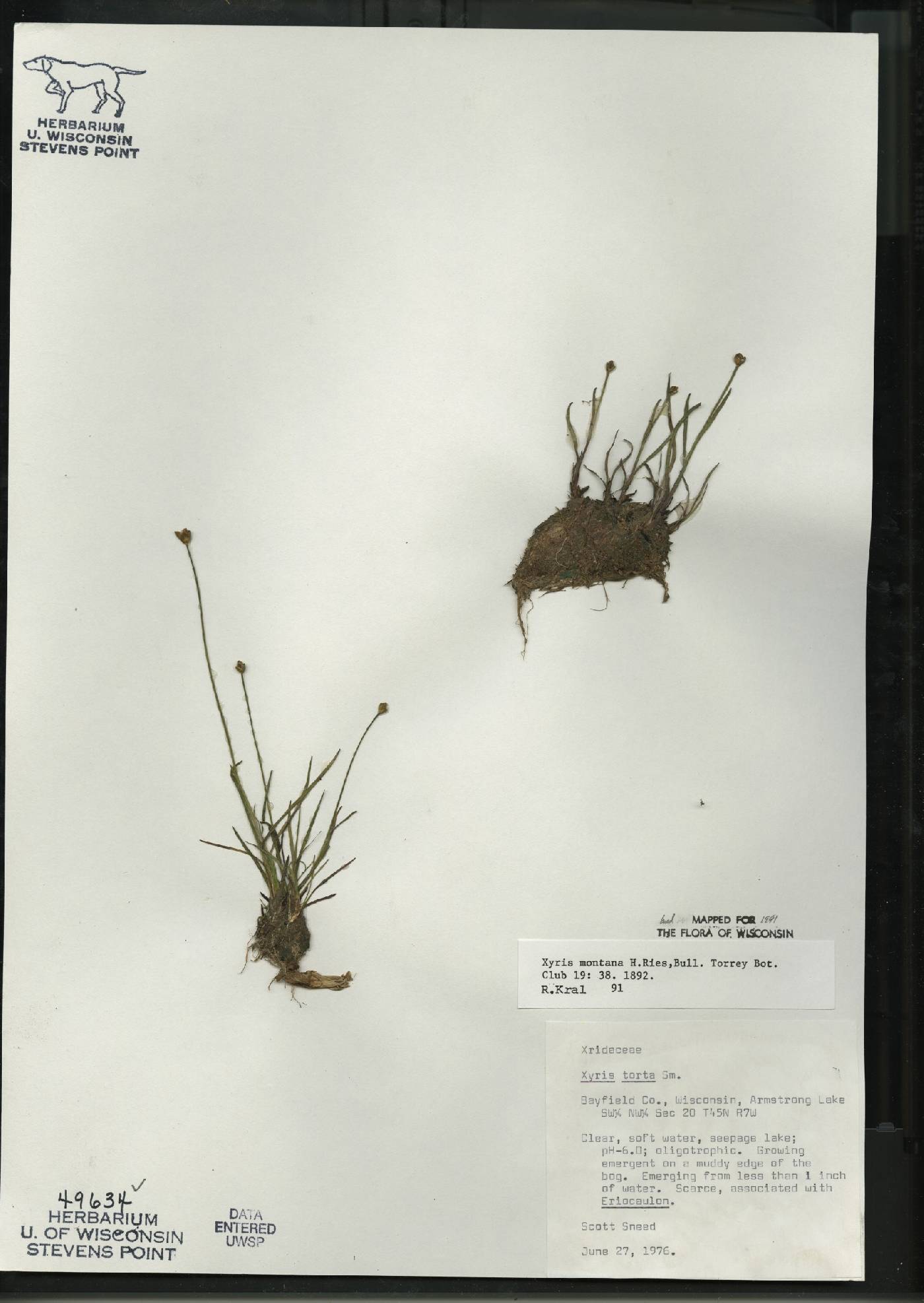 Xyris torta image