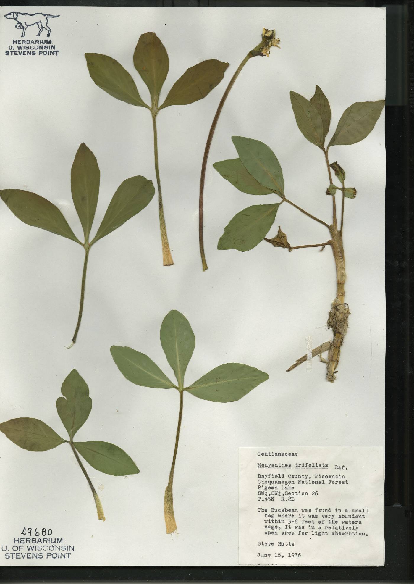 Menyanthes trifoliata image