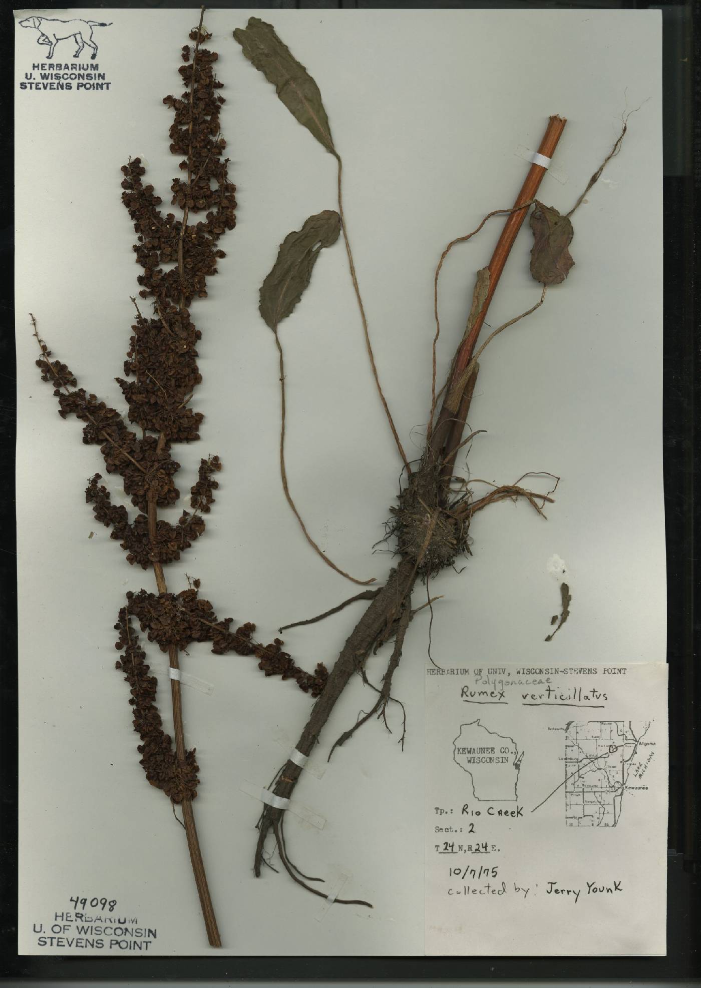 Rumex verticillatus image