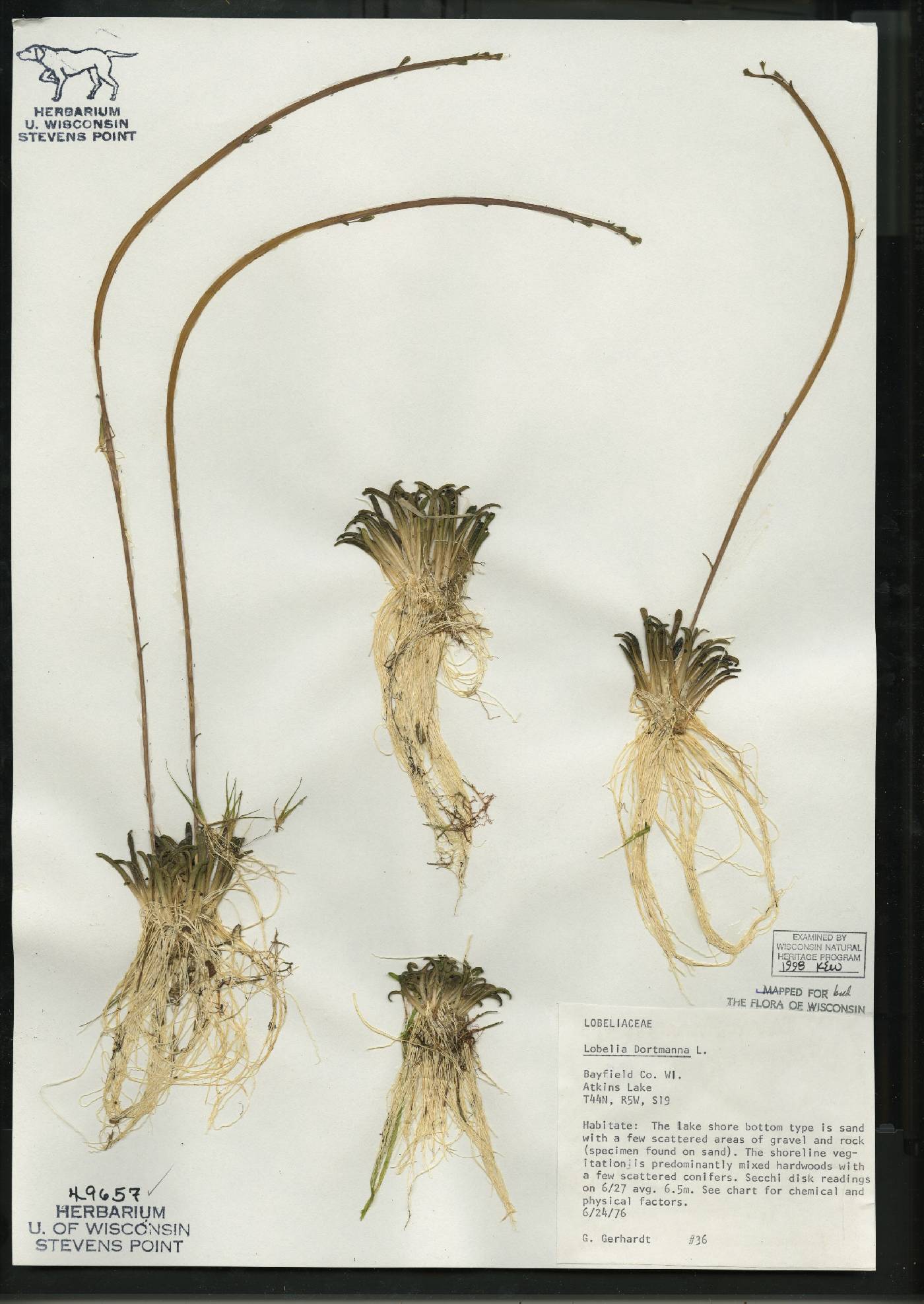 Lobelia dortmanna image