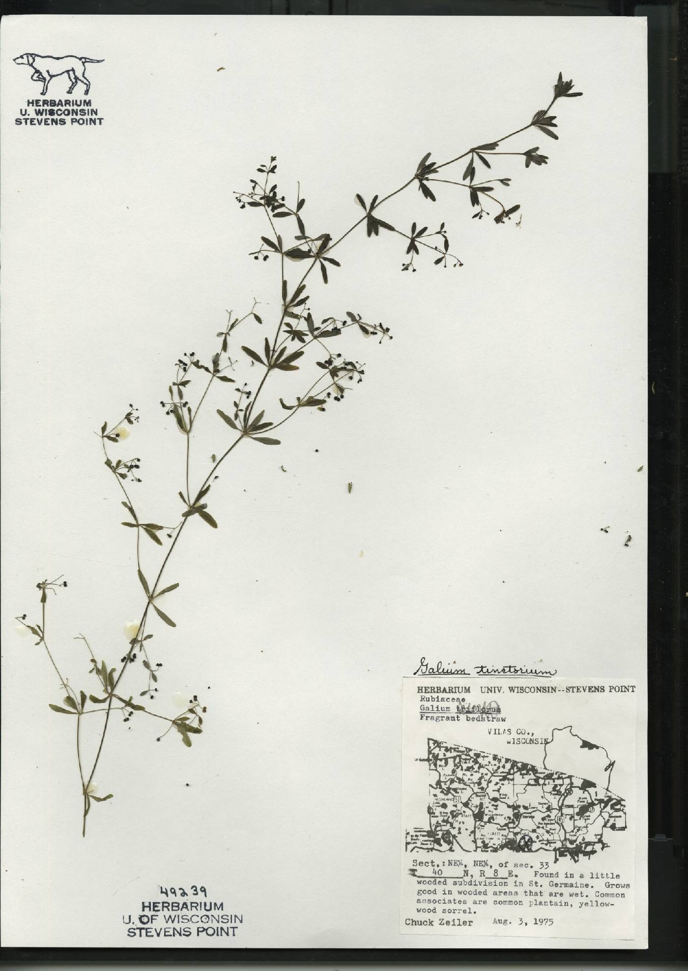Galium tinctorium image