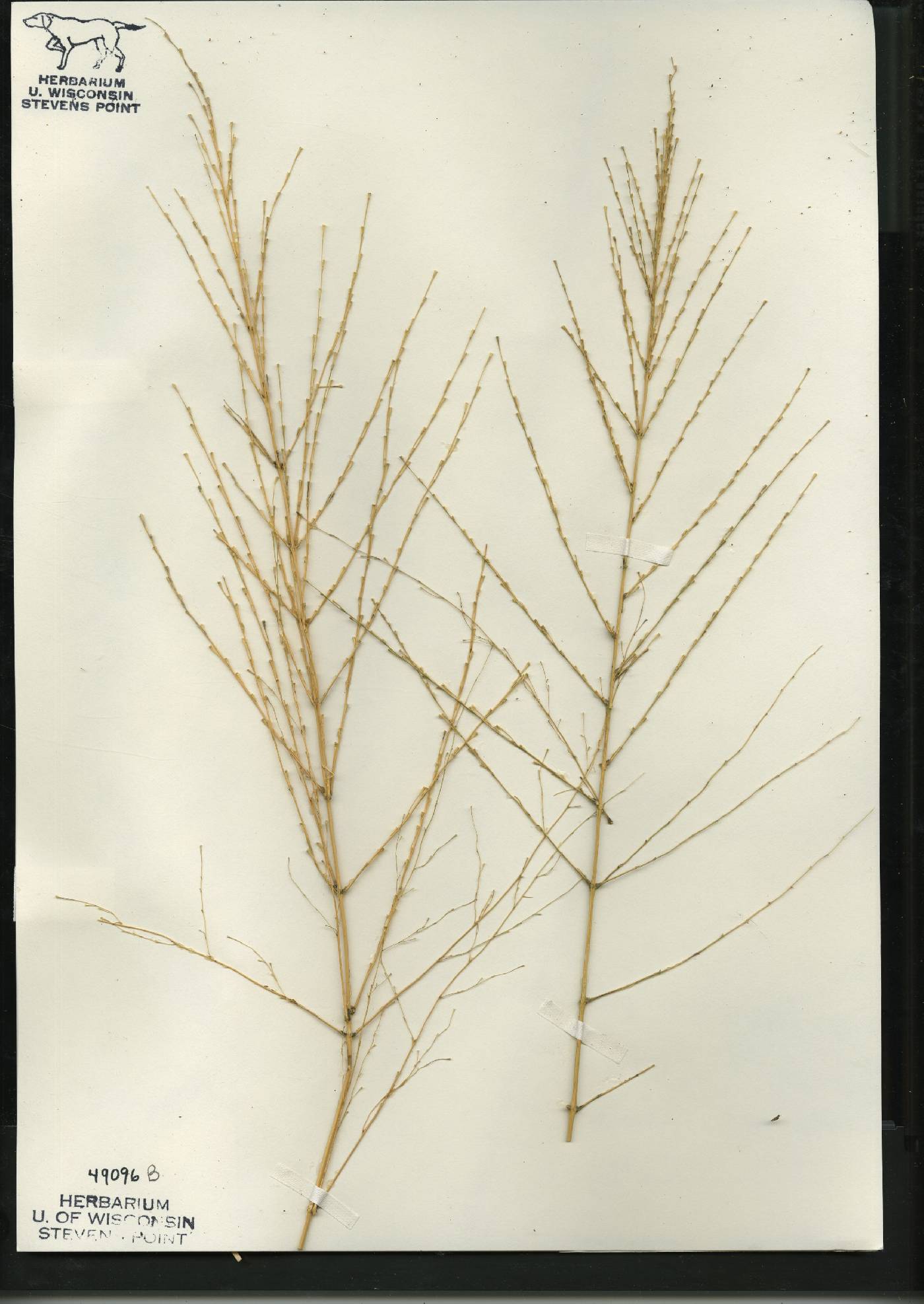 Zizania aquatica image