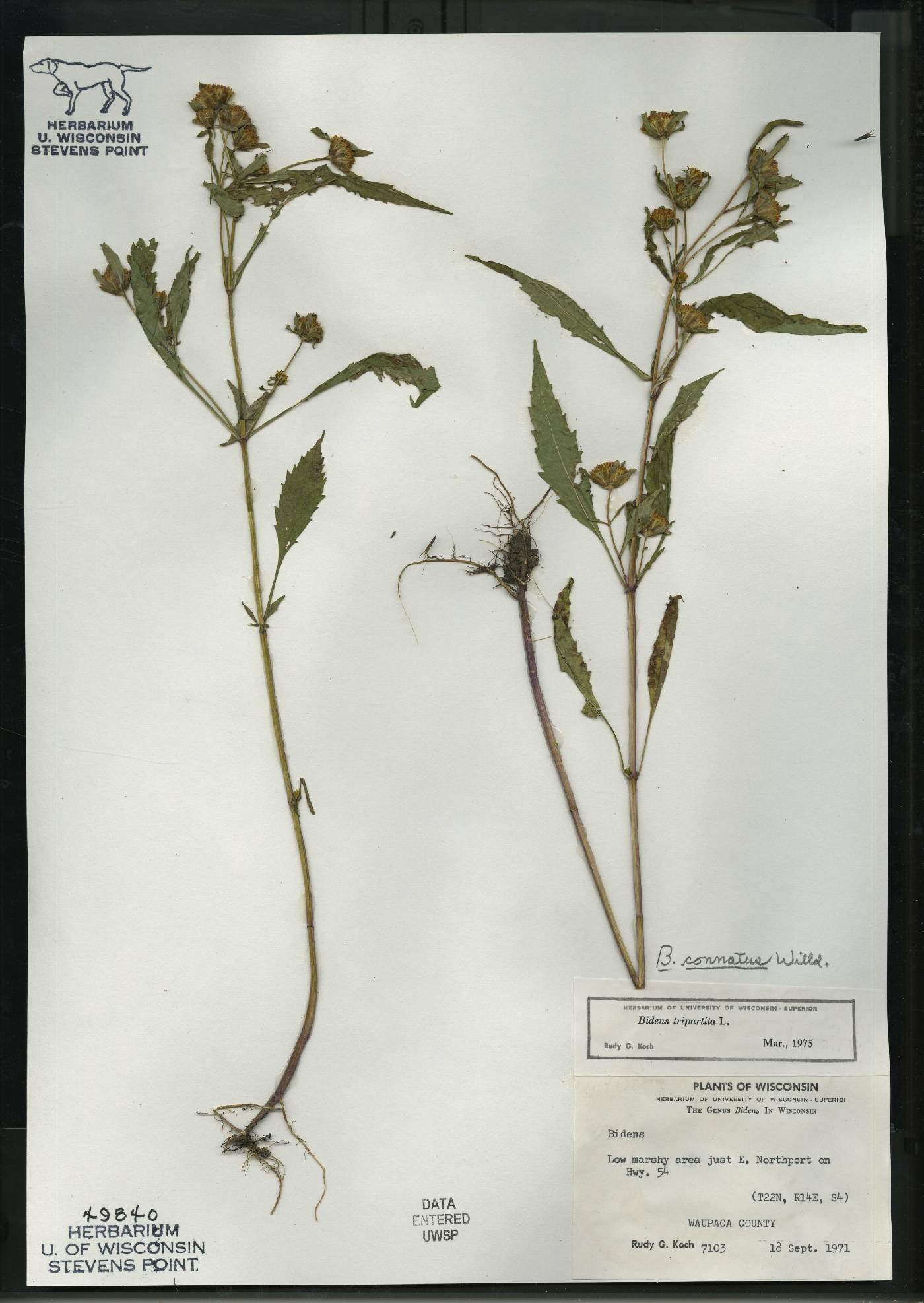 Bidens connata image