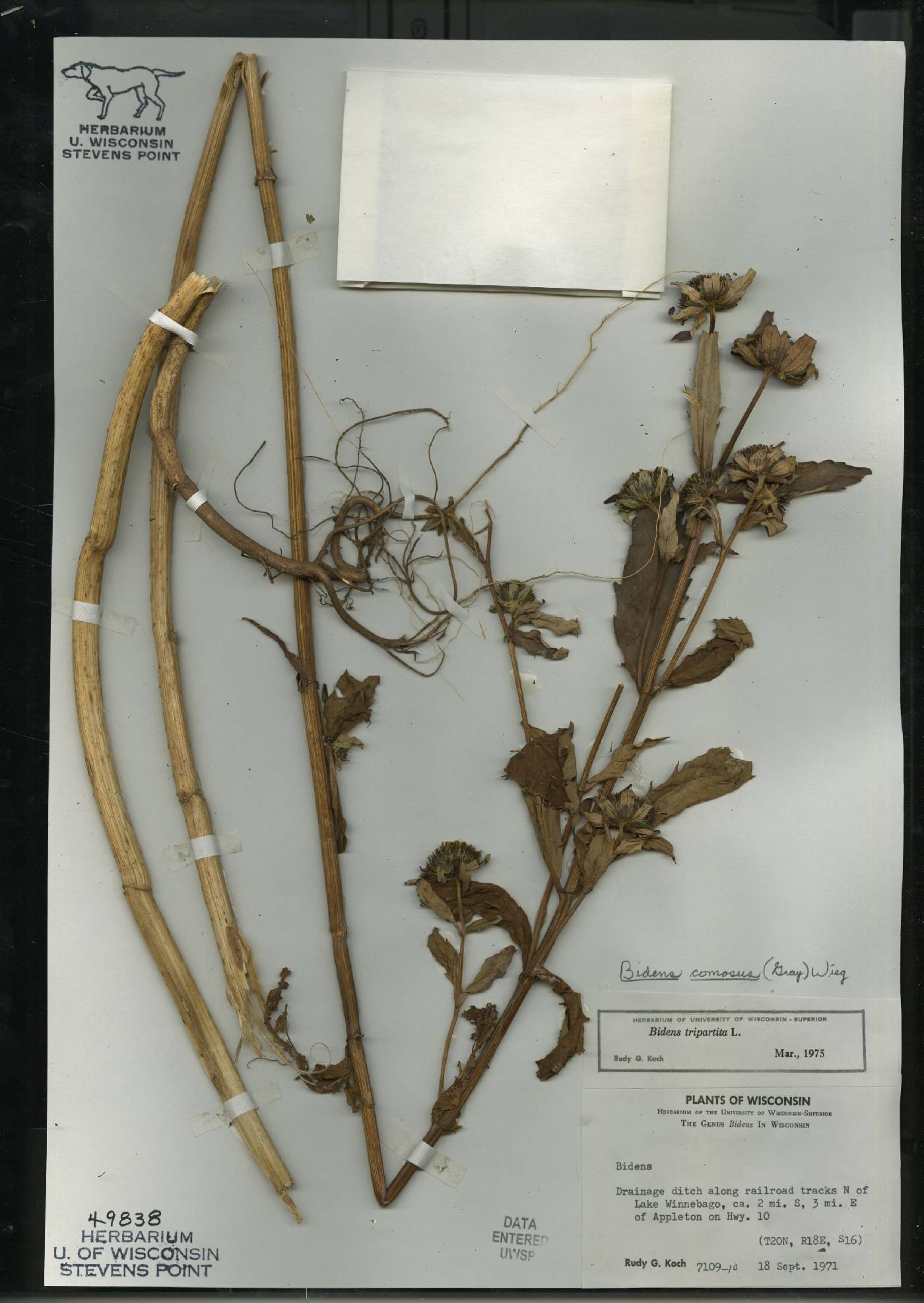 Bidens tripartita image