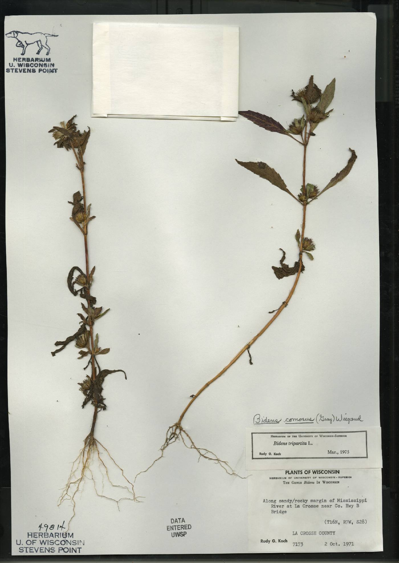 Bidens tripartita image
