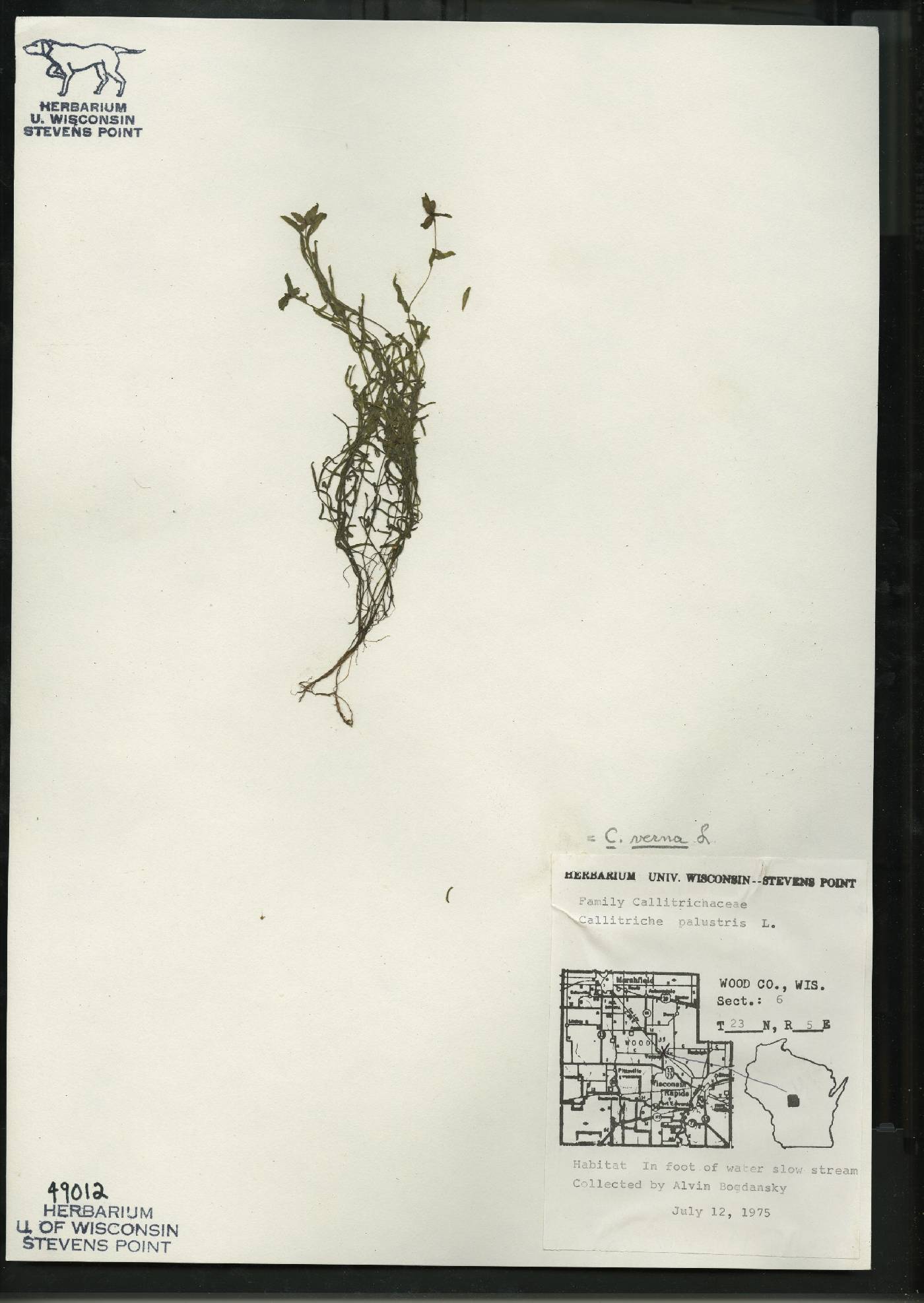 Callitriche palustris image
