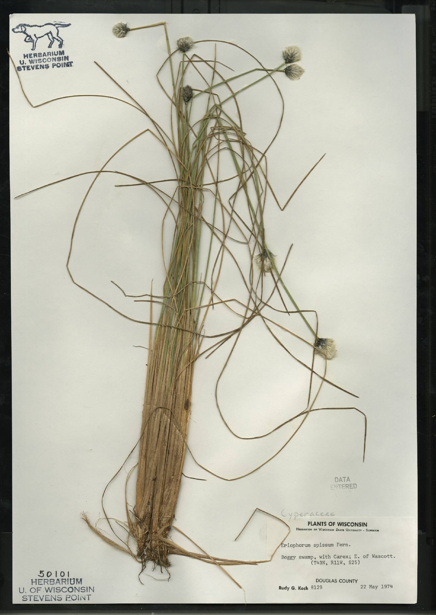 Eriophorum vaginatum image