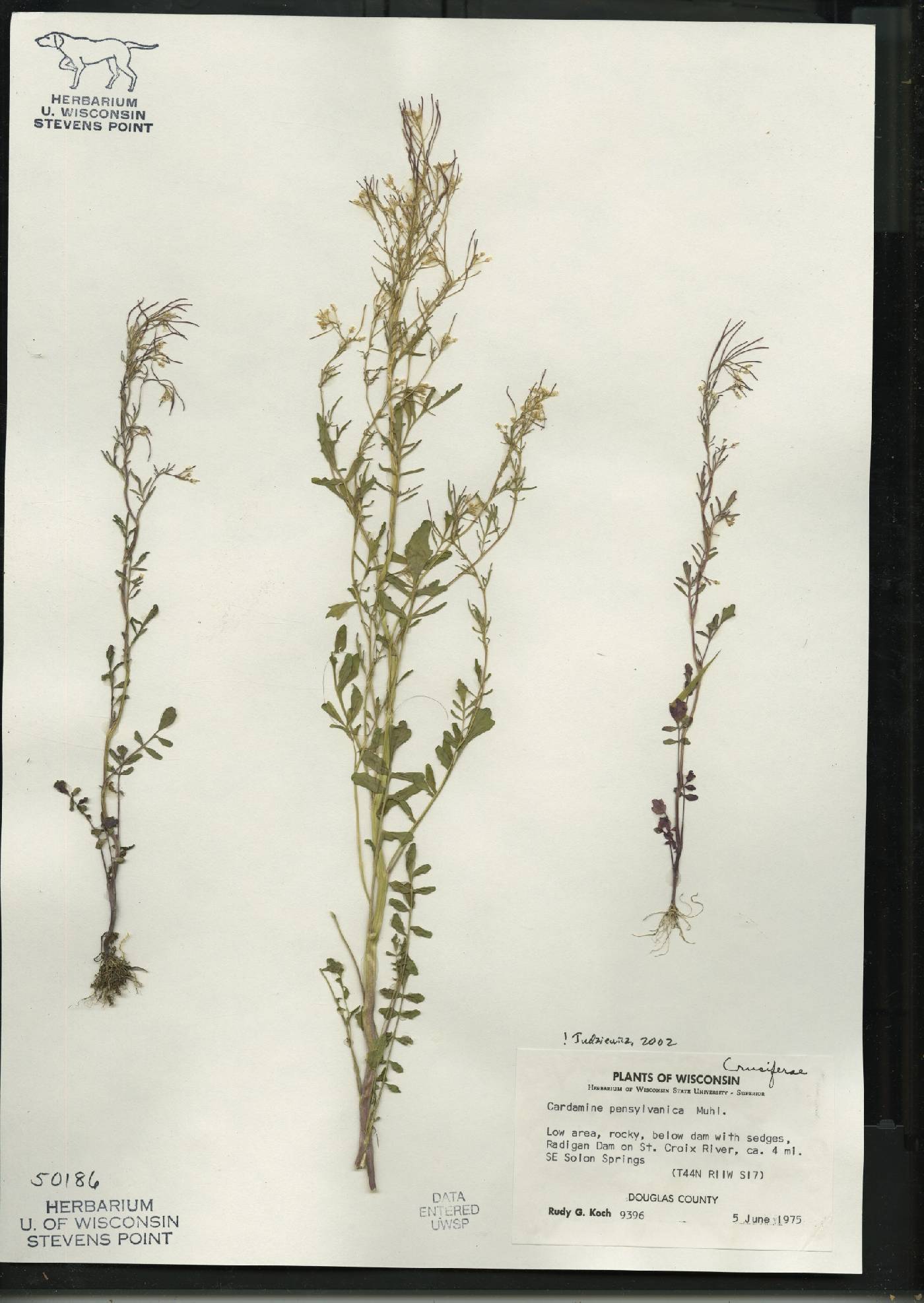 Cardamine pensylvanica image