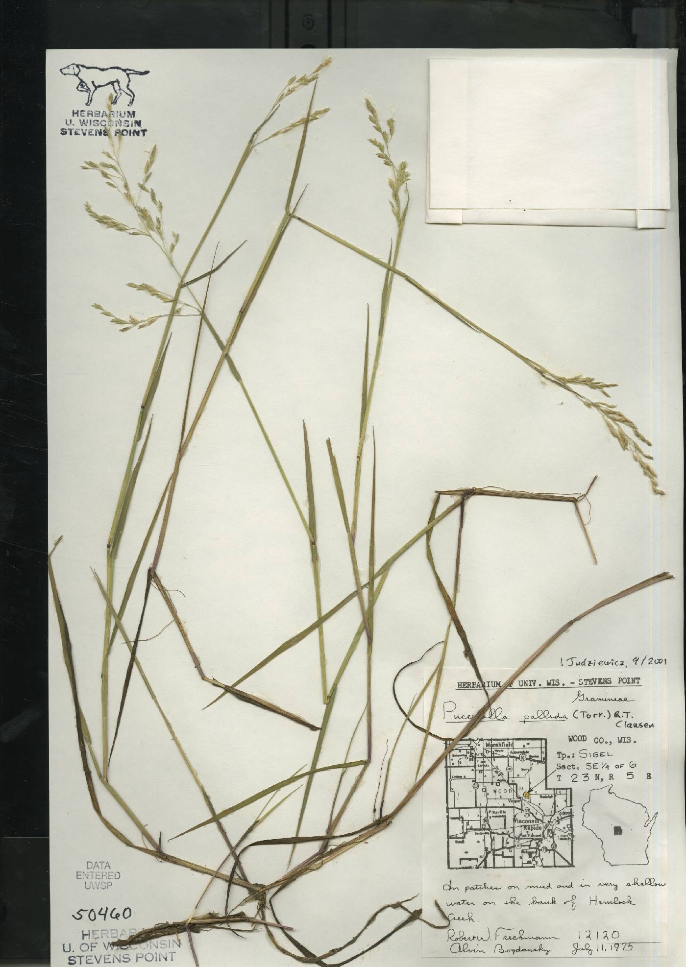 Torreyochloa pallida image