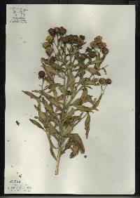 Image of Helenium autumnale