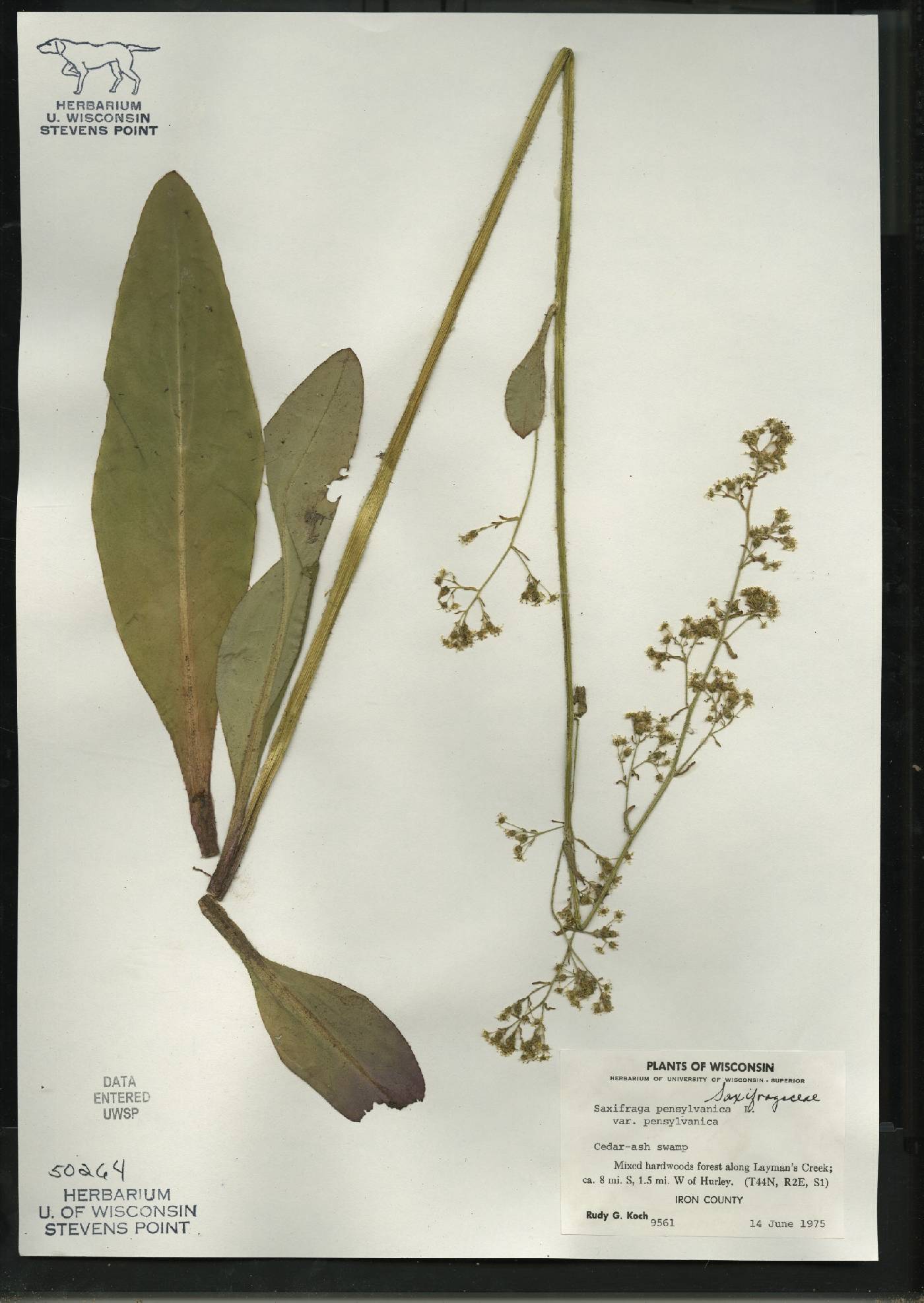 Micranthes pensylvanica image
