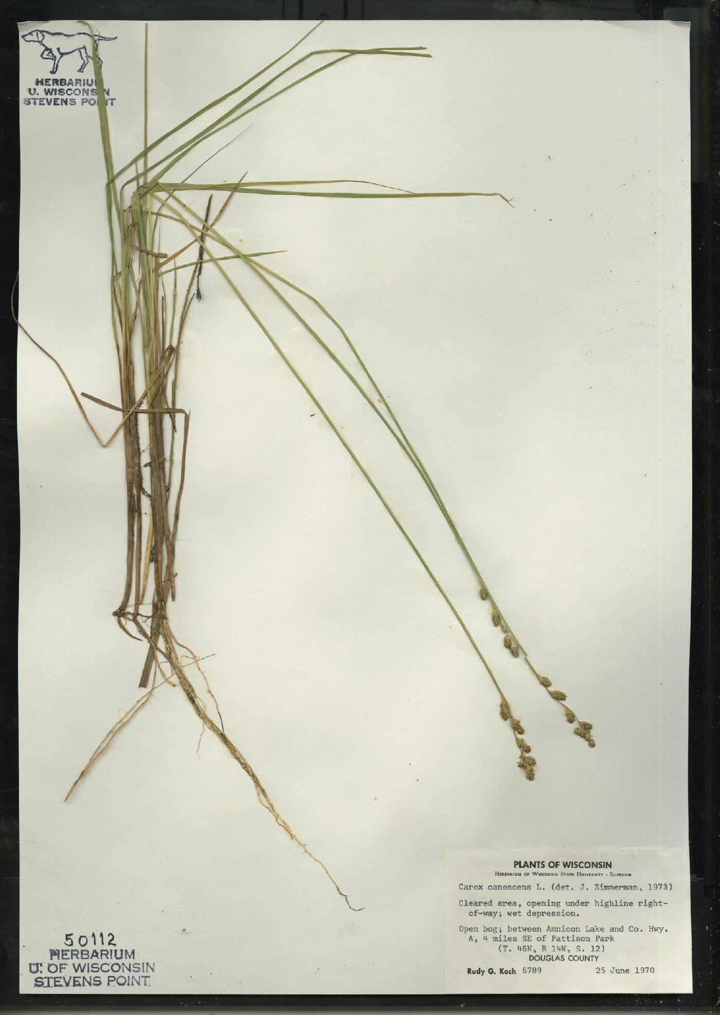 Carex canescens image