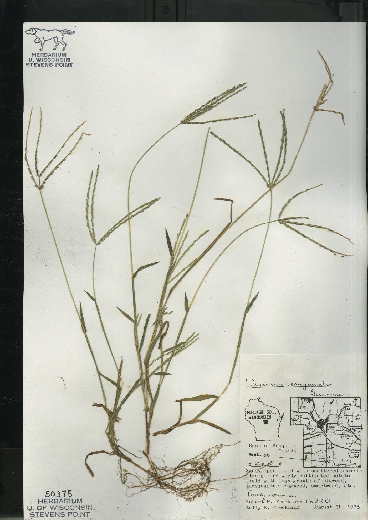 Digitaria sanguinalis image
