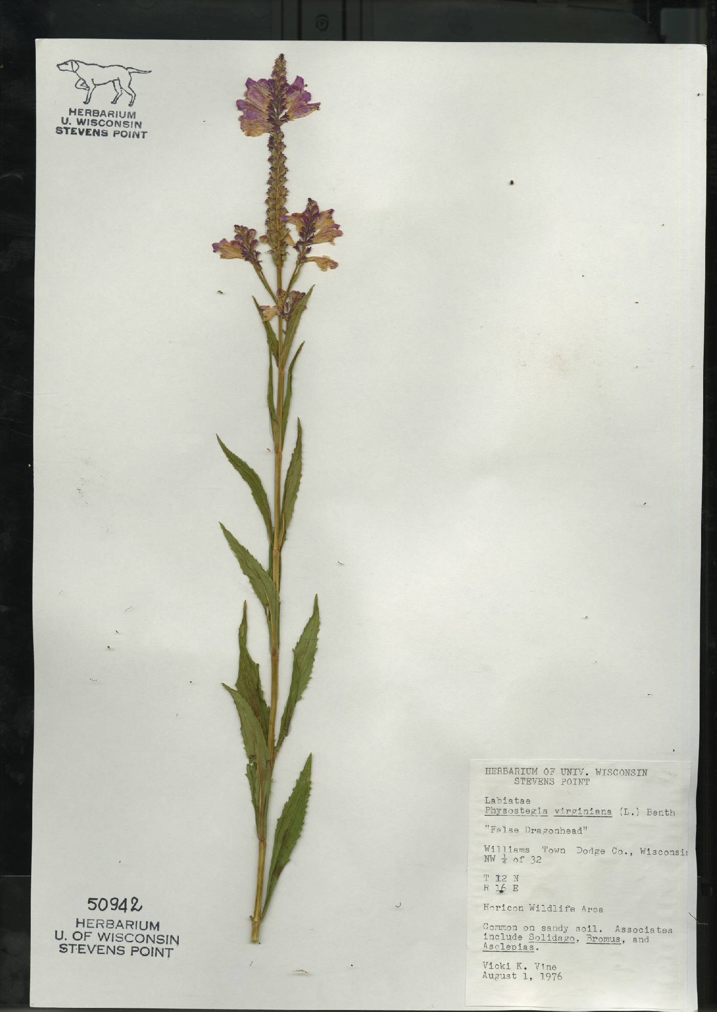 Physostegia virginiana image