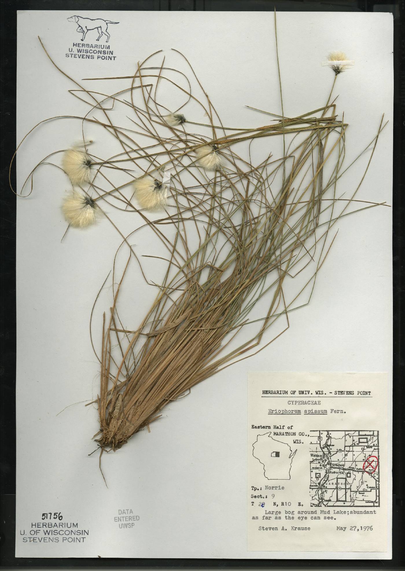 Eriophorum vaginatum image
