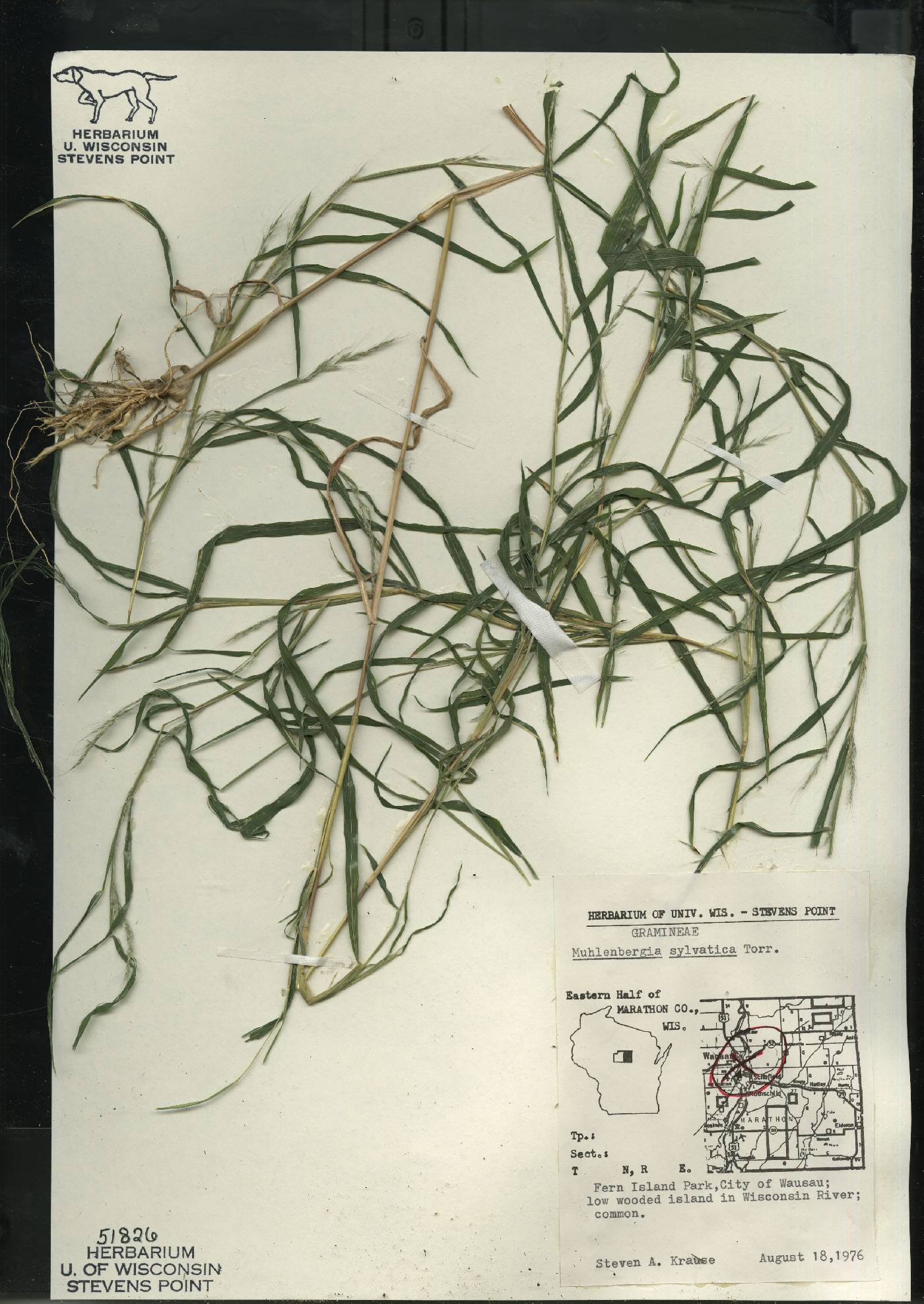 Muhlenbergia sylvatica image