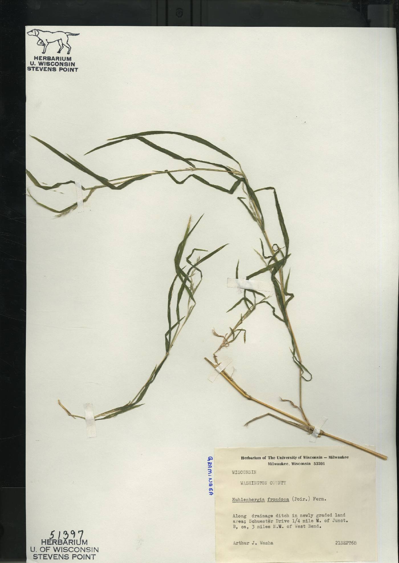 Muhlenbergia frondosa image