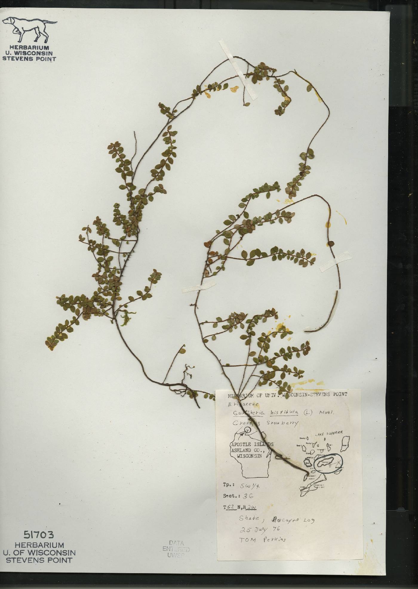 Gaultheria hispidula image