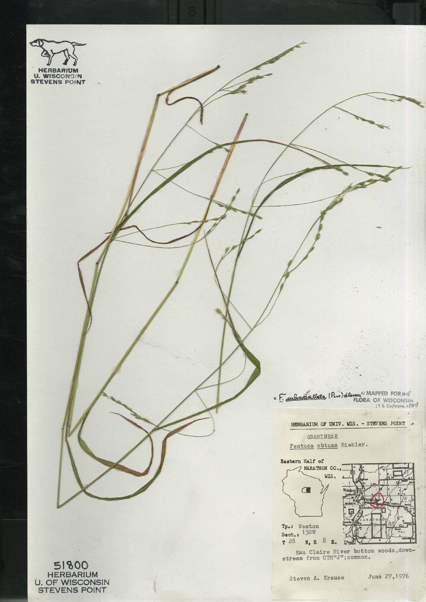 Festuca subverticillata image