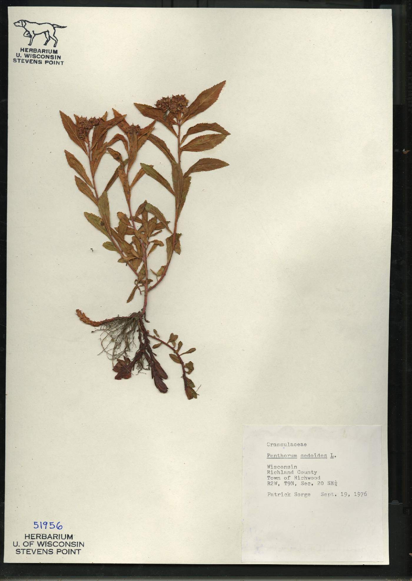 Penthorum sedoides image