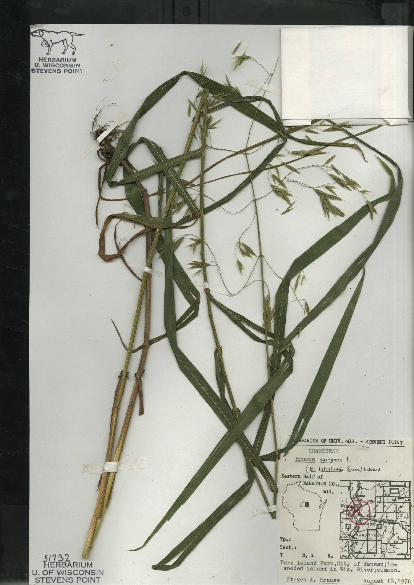 Bromus nottowayanus image
