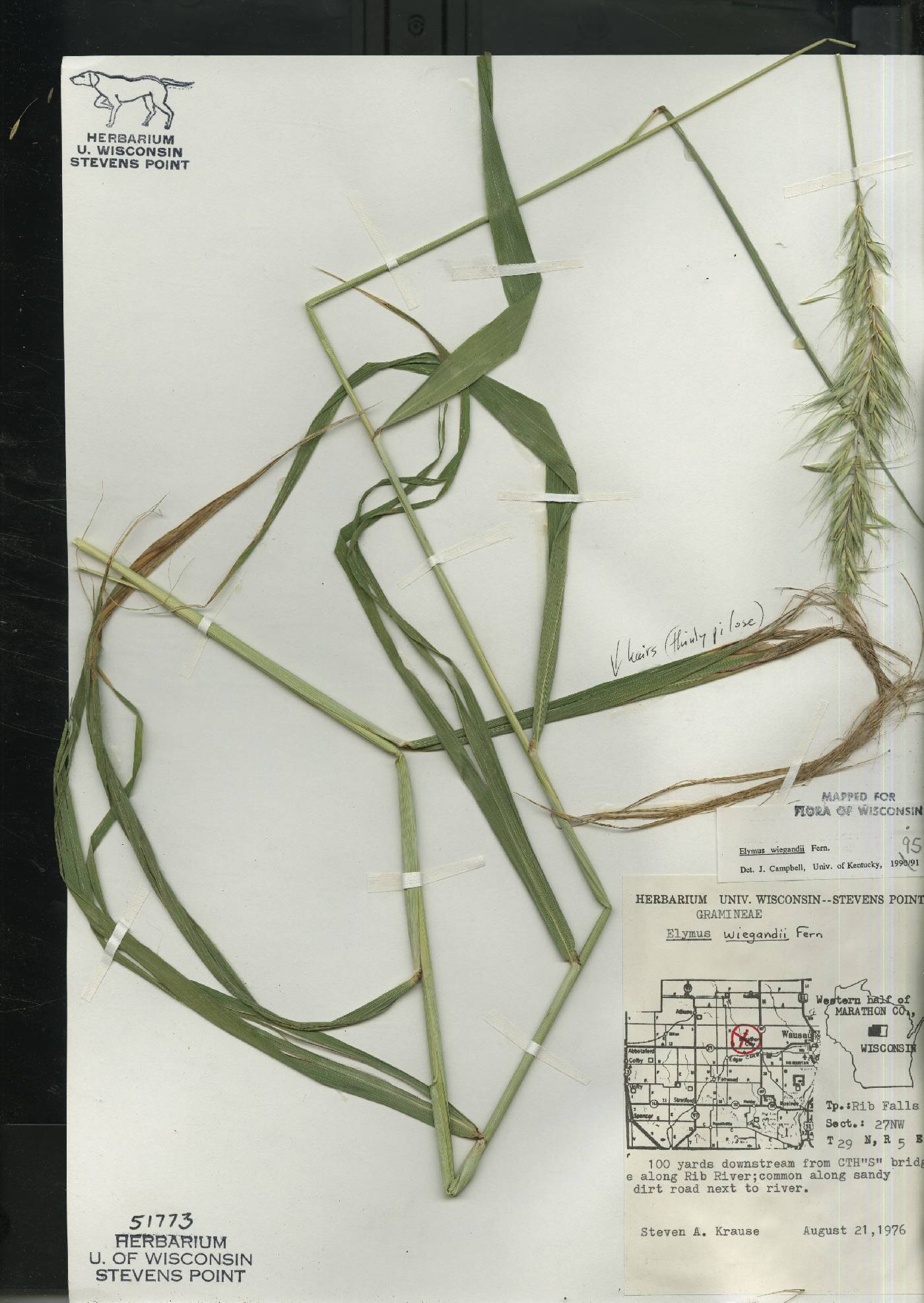 Elymus wiegandii image