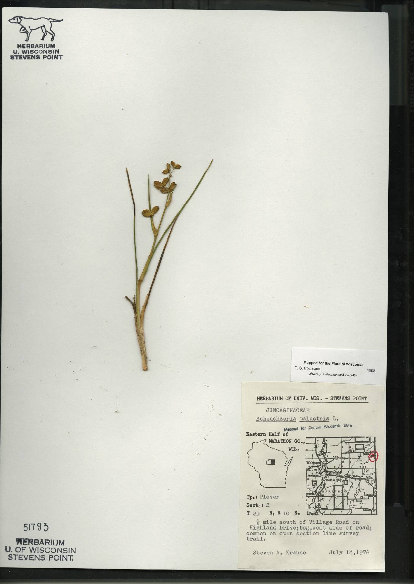 Scheuchzeria palustris image
