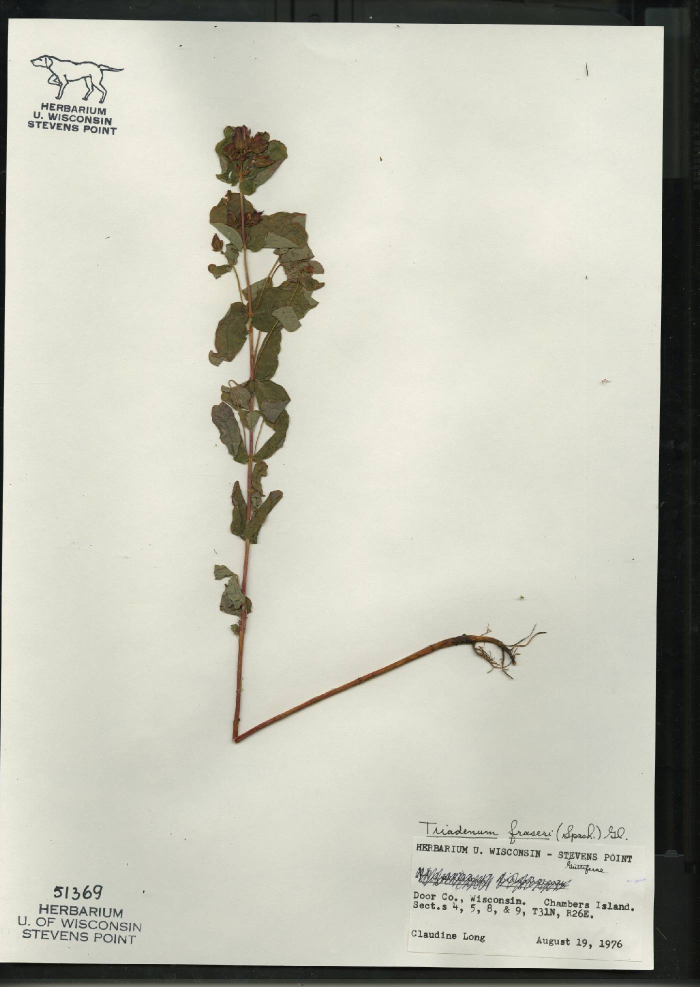 Triadenum fraseri image