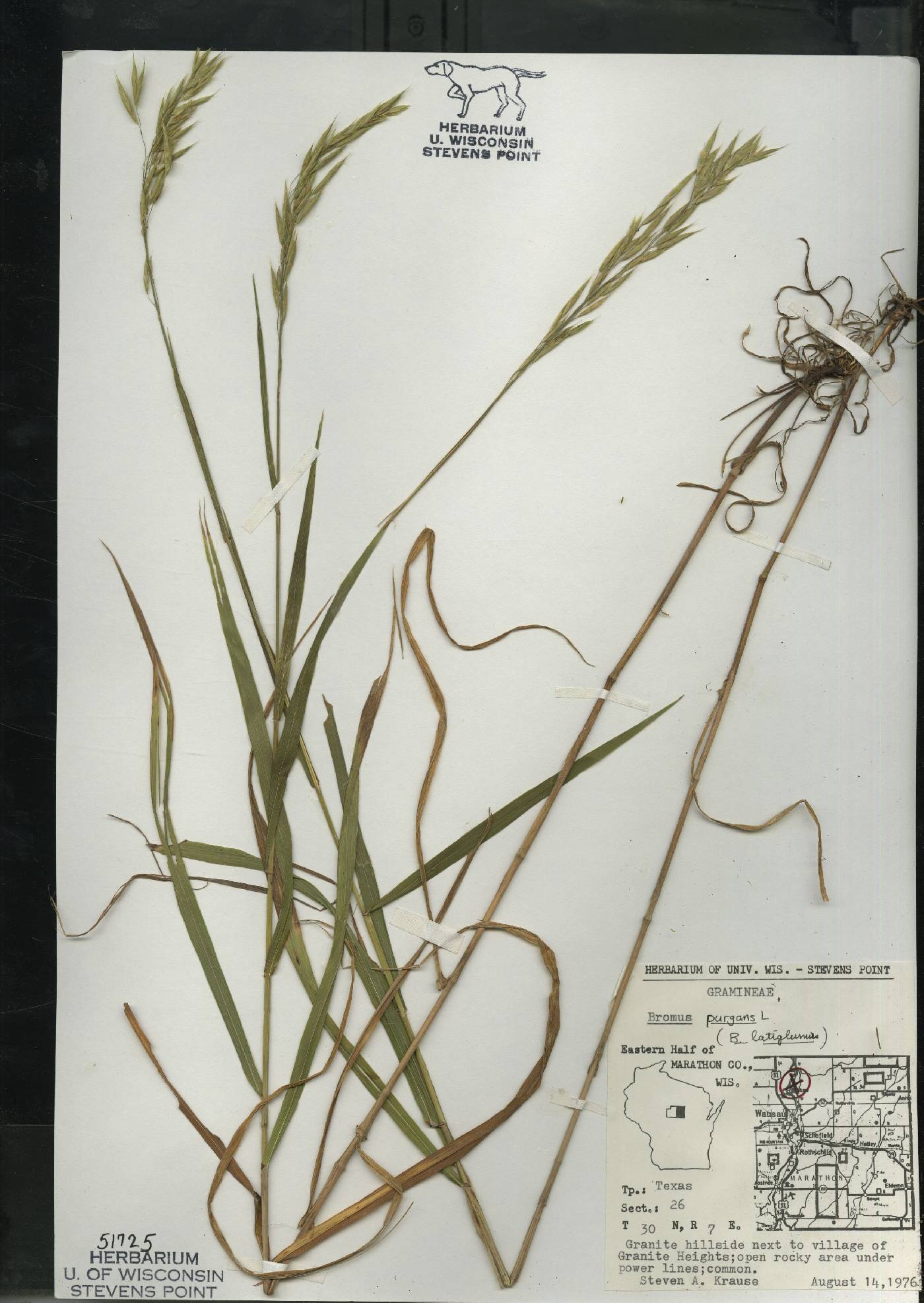 Bromus pubescens image