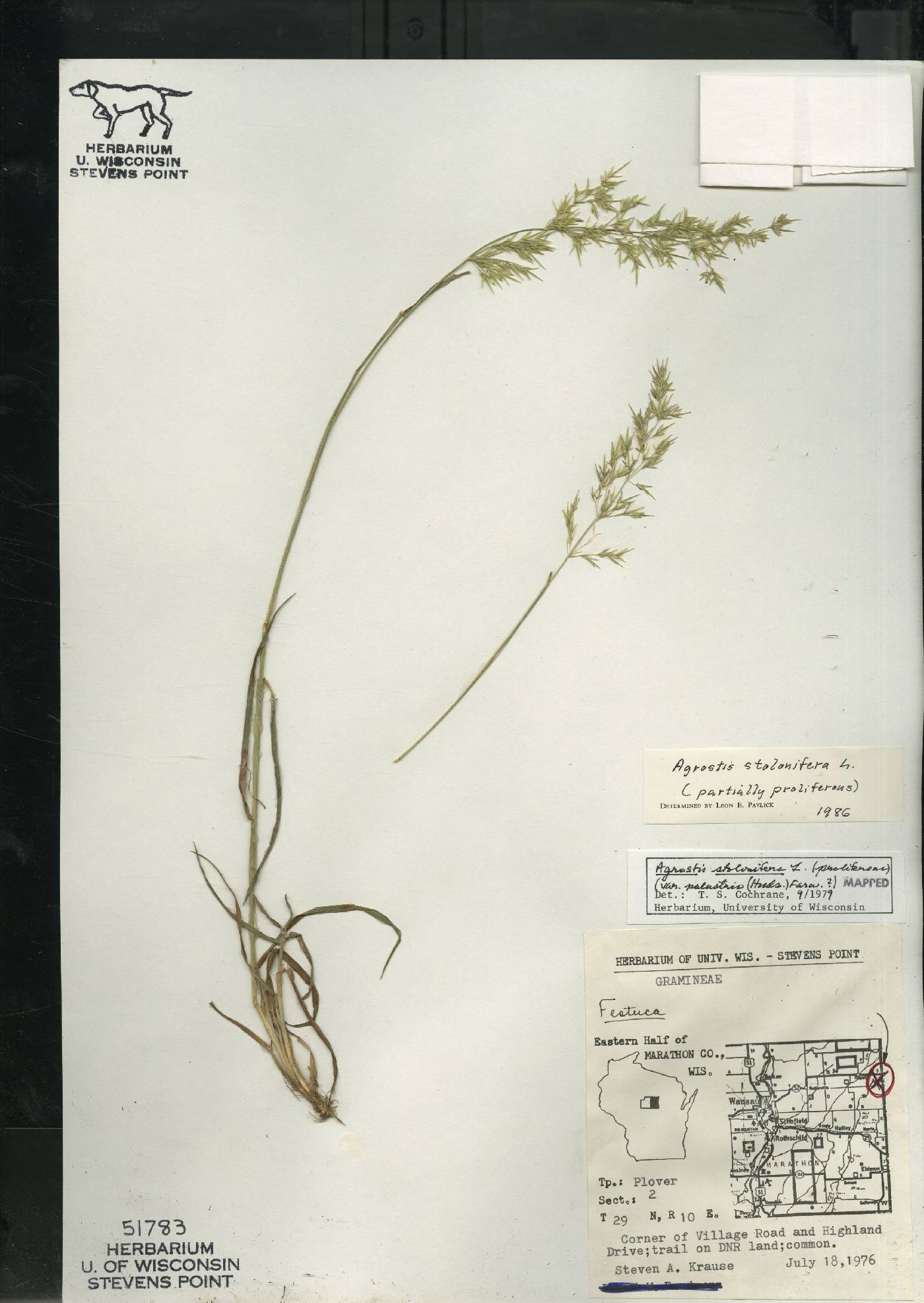 Agrostis stolonifera image