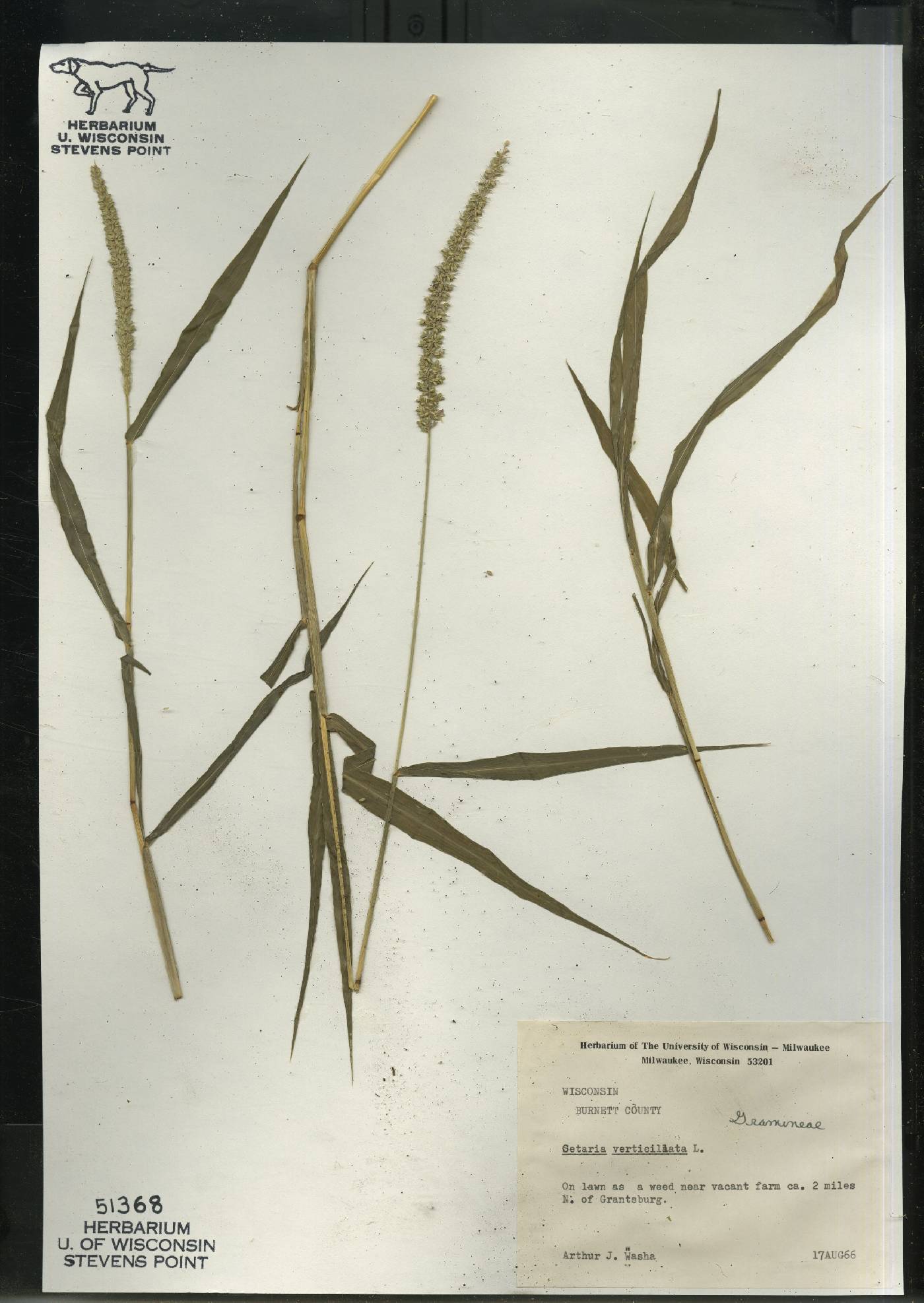 Setaria verticillata image