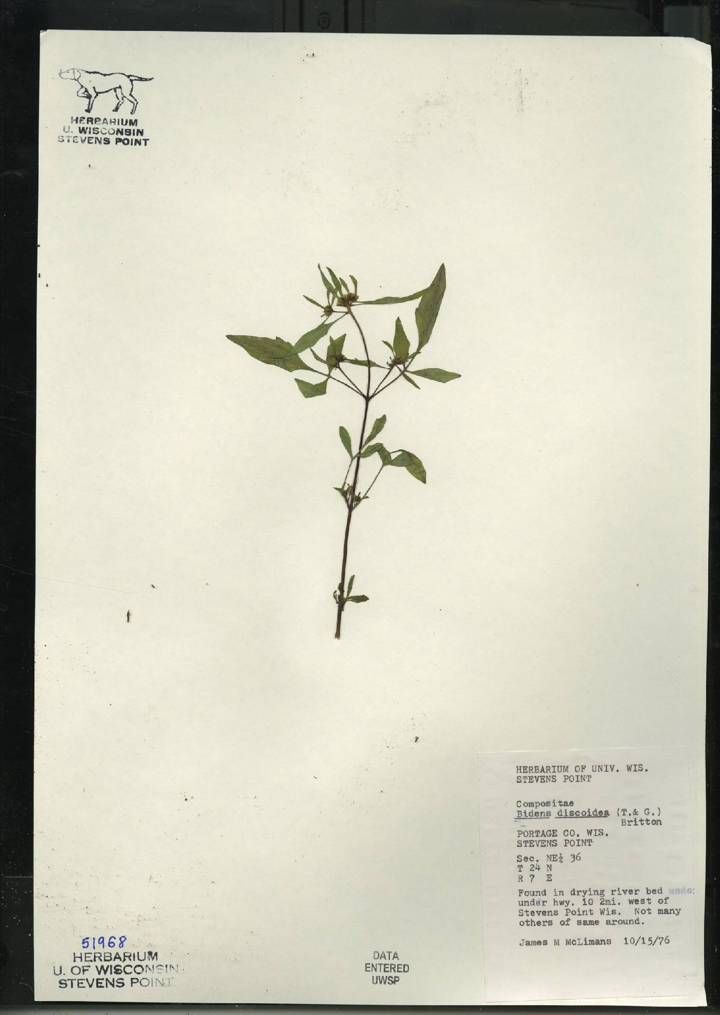 Bidens discoidea image
