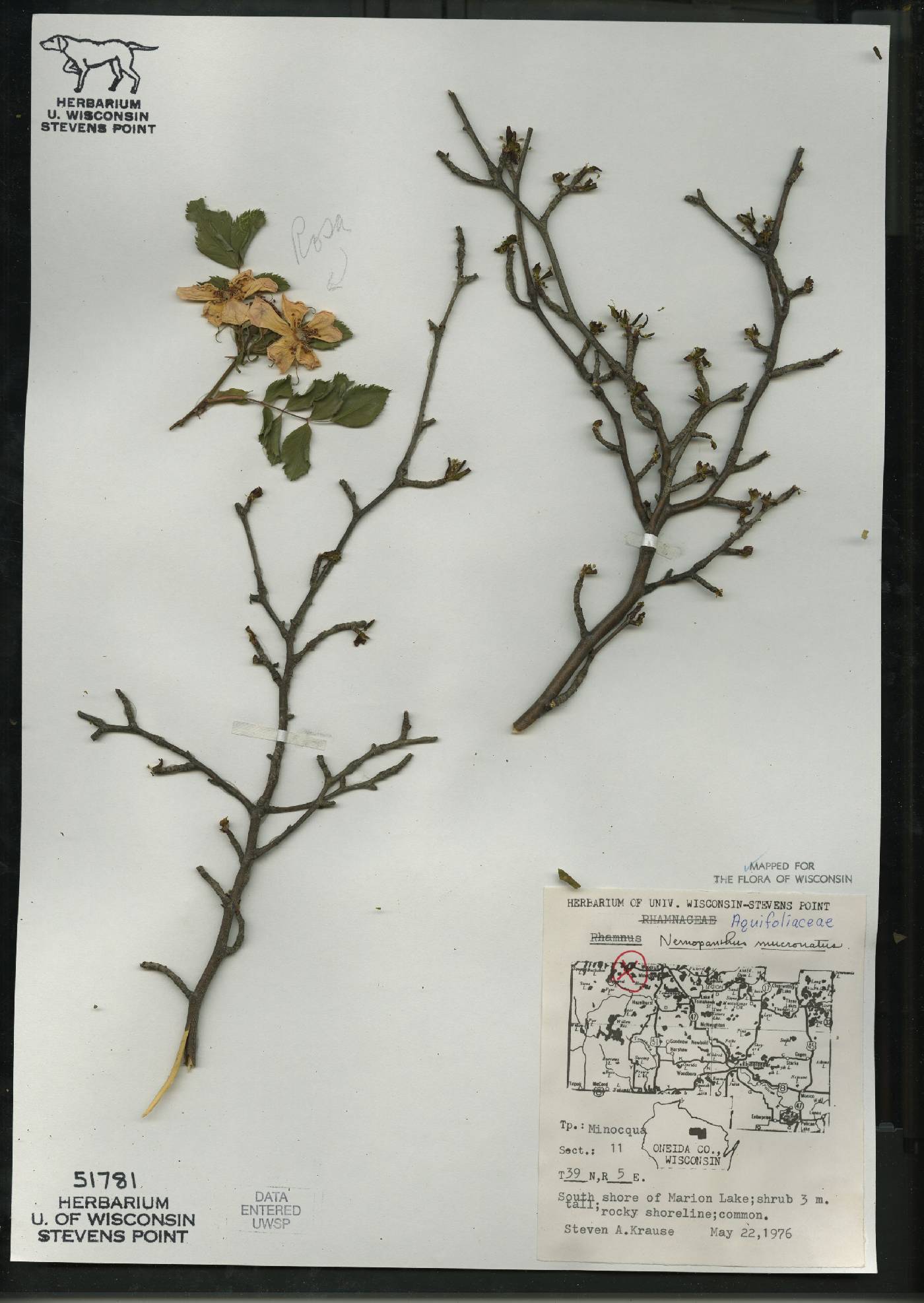 Ilex mucronata image
