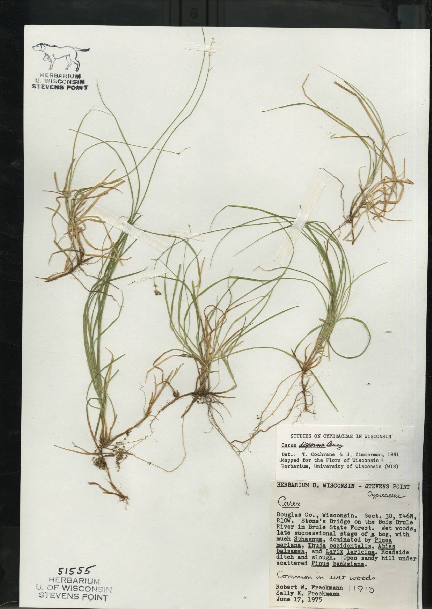 Carex disperma image