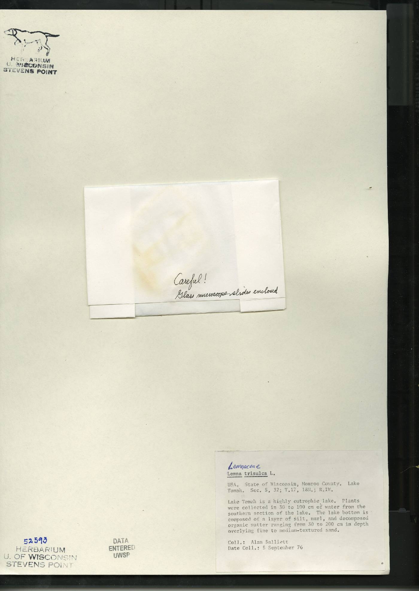 Lemna trisulca image