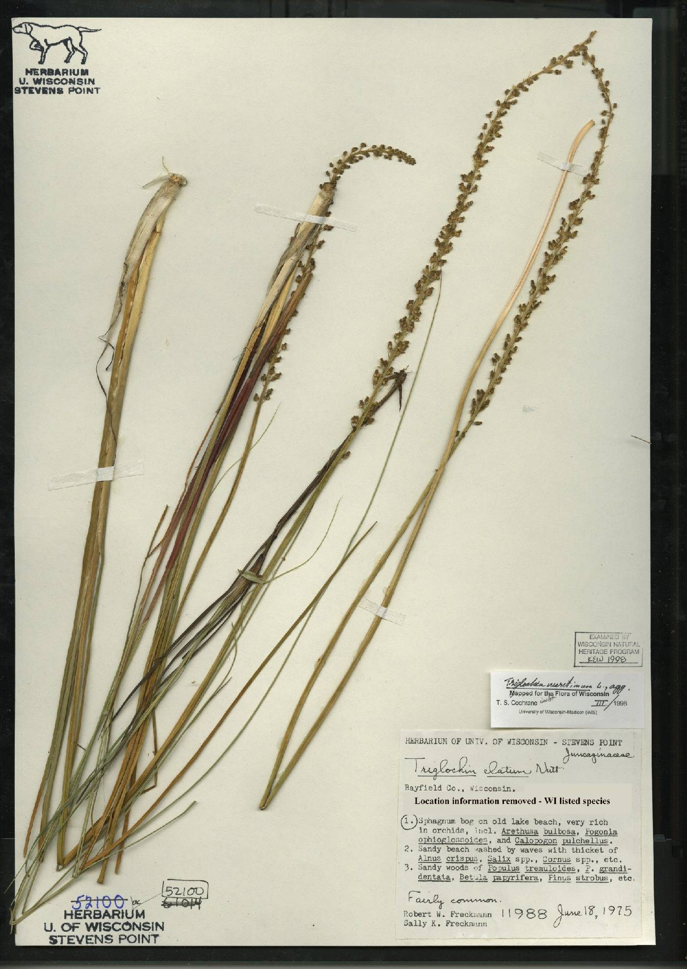 Triglochin maritima image