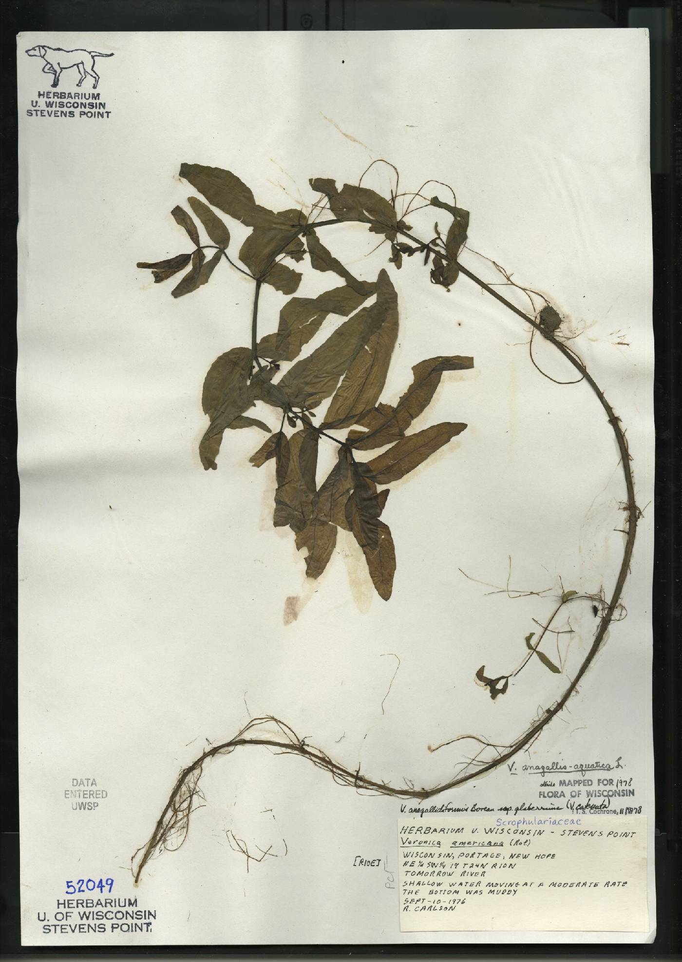 Veronica anagallis-aquatica image